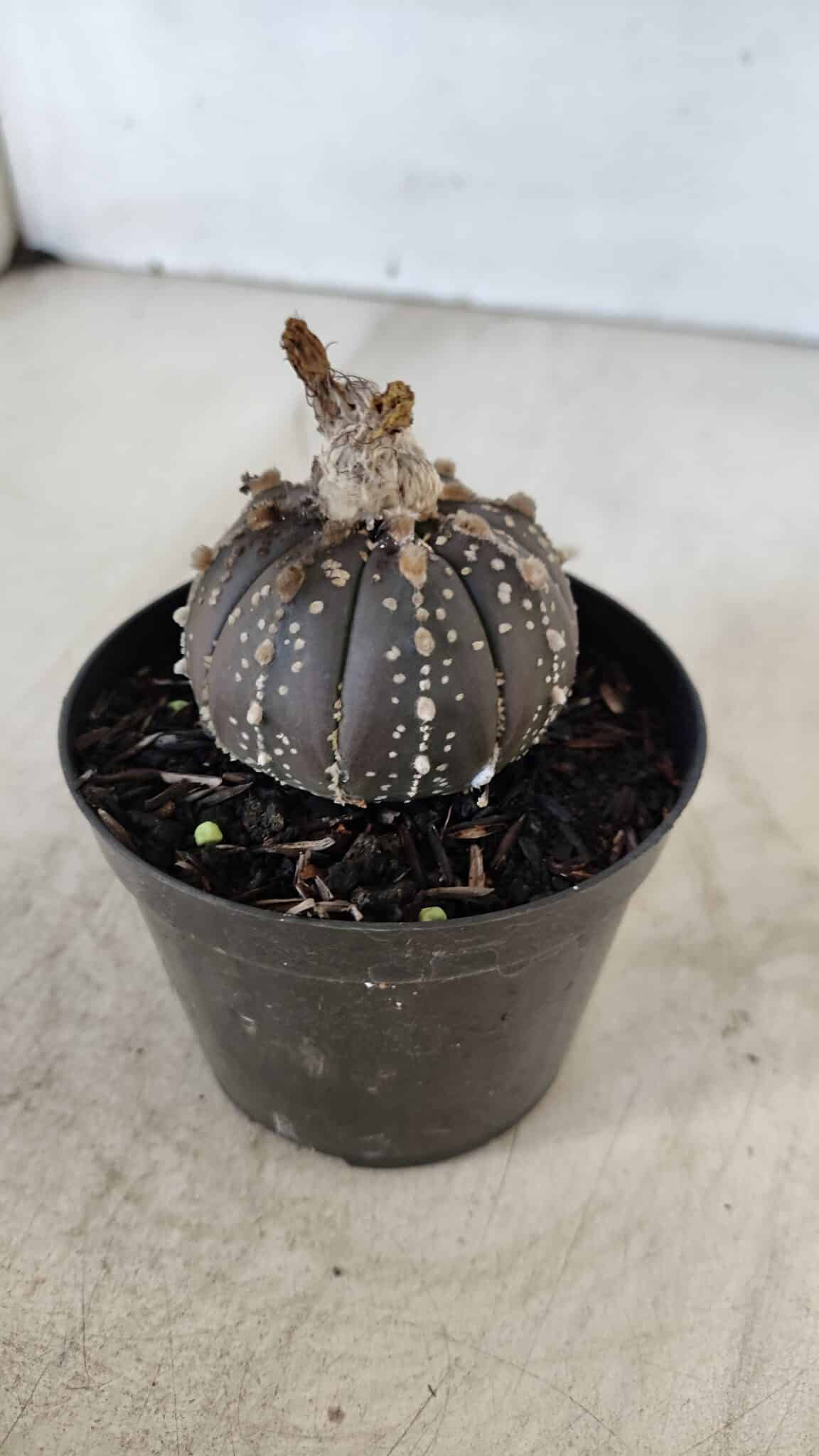 ASTROPHYTUM ASTERIAS “Purple”  Nº 958 – vaso 09
