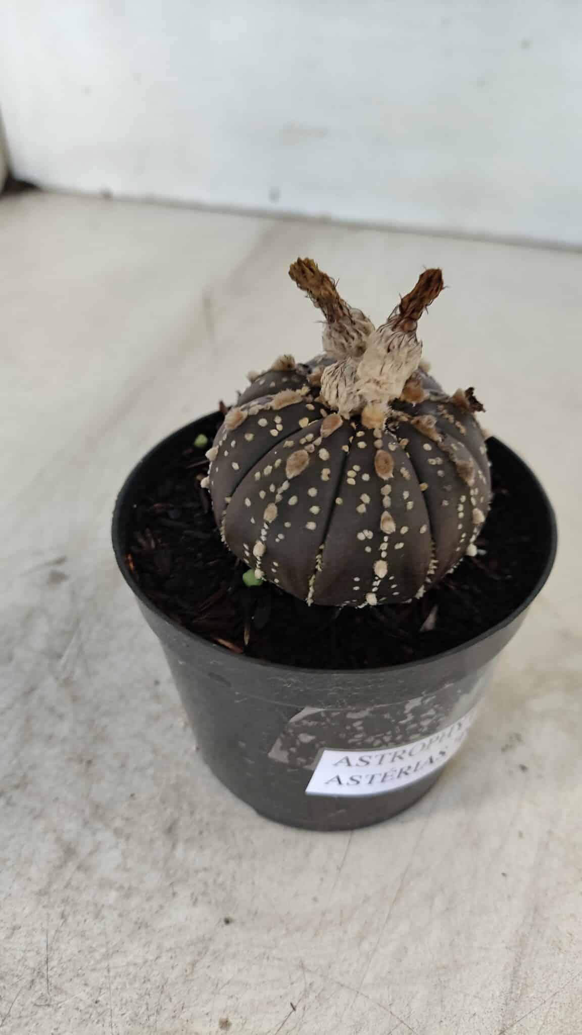 ASTROPHYTUM ASTERIAS “Purple”  Nº 958 – vaso 09