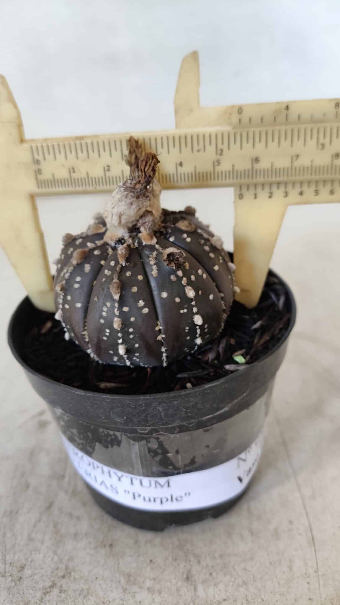ASTROPHYTUM ASTERIAS “Purple”  Nº 958 – vaso 09