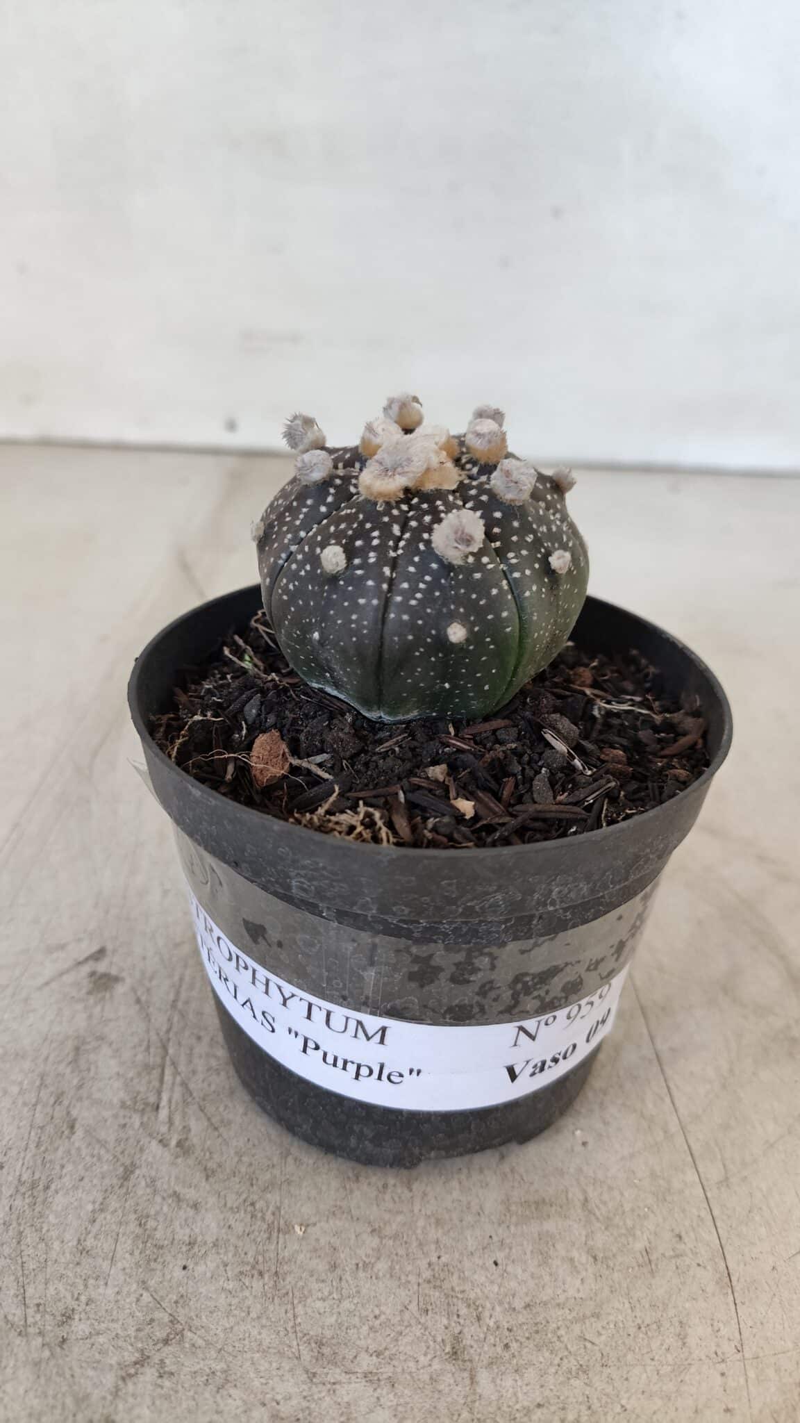 ASTROPHYTUM ASTERIAS “Purple”  Nº 959 – vaso 09