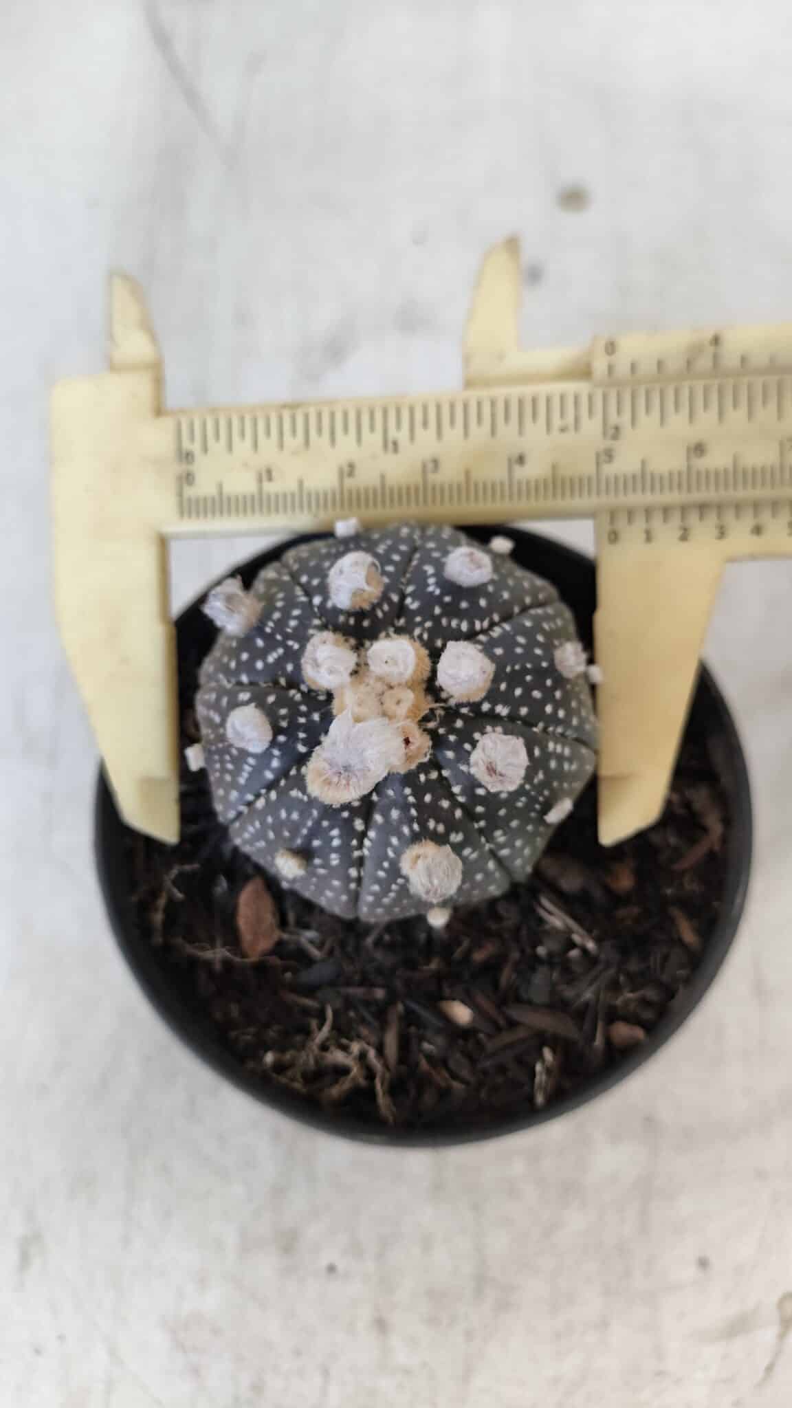 ASTROPHYTUM ASTERIAS “Purple”  Nº 959 – vaso 09