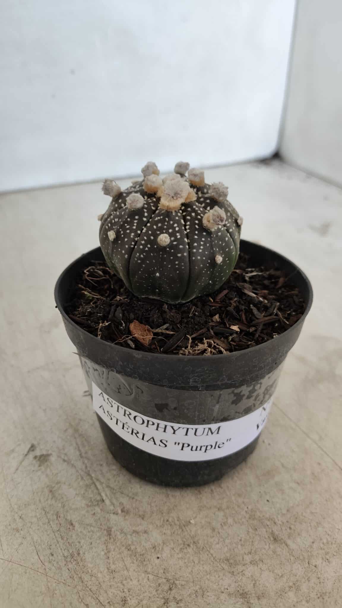 ASTROPHYTUM ASTERIAS “Purple”  Nº 959 – vaso 09