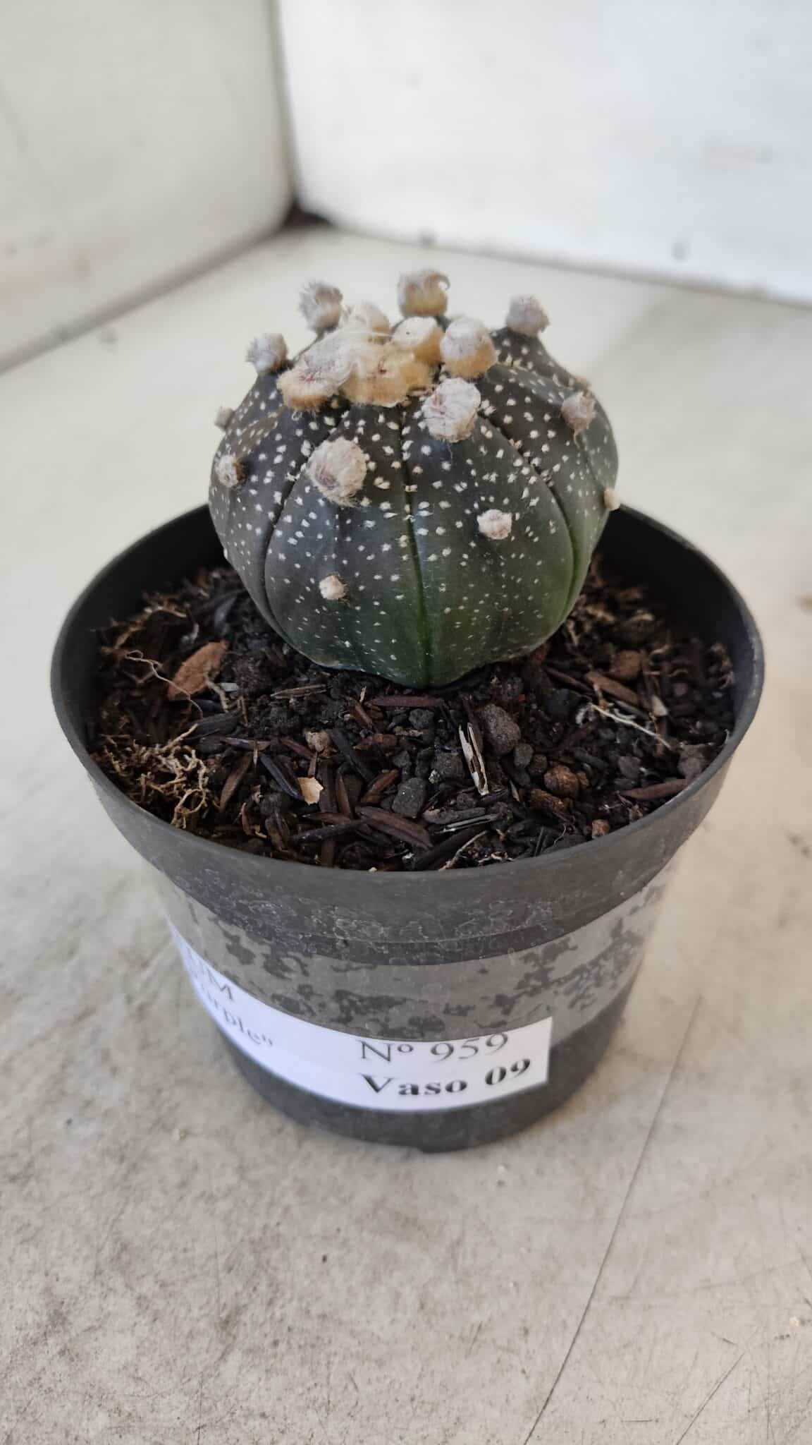 ASTROPHYTUM ASTERIAS “Purple”  Nº 959 – vaso 09