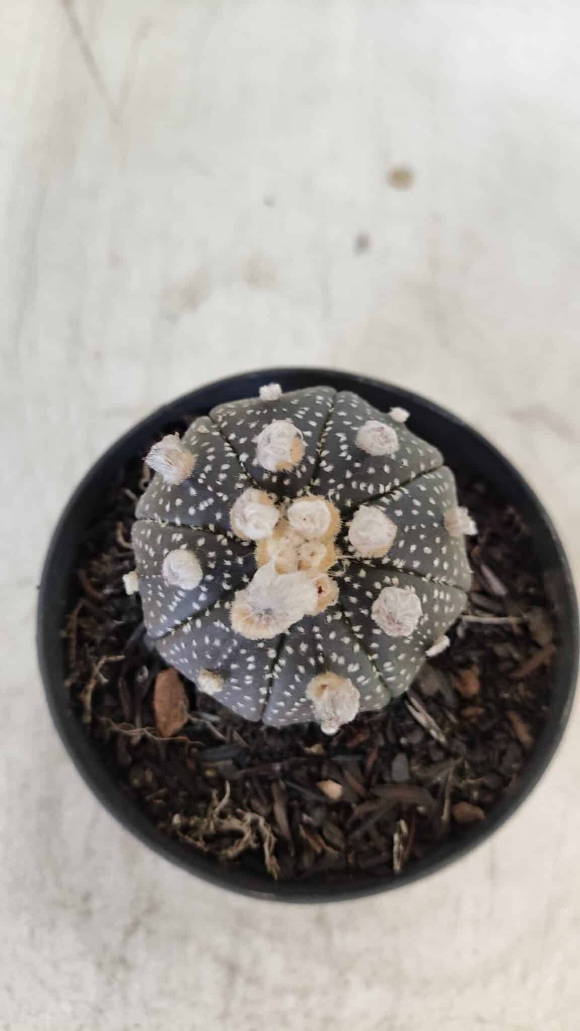 ASTROPHYTUM ASTERIAS “Purple”  Nº 959 – vaso 09