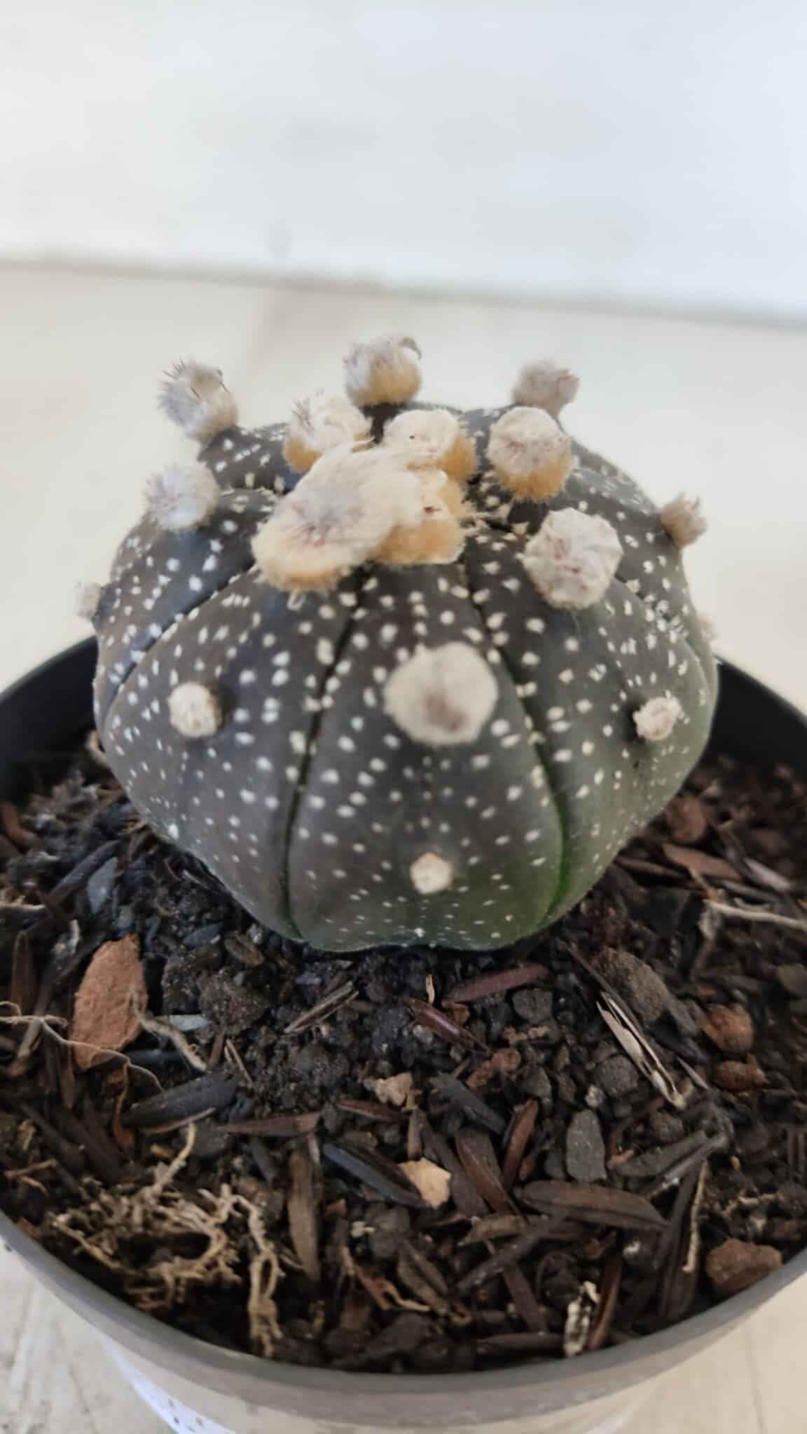 ASTROPHYTUM ASTERIAS “Purple”  Nº 959 – vaso 09