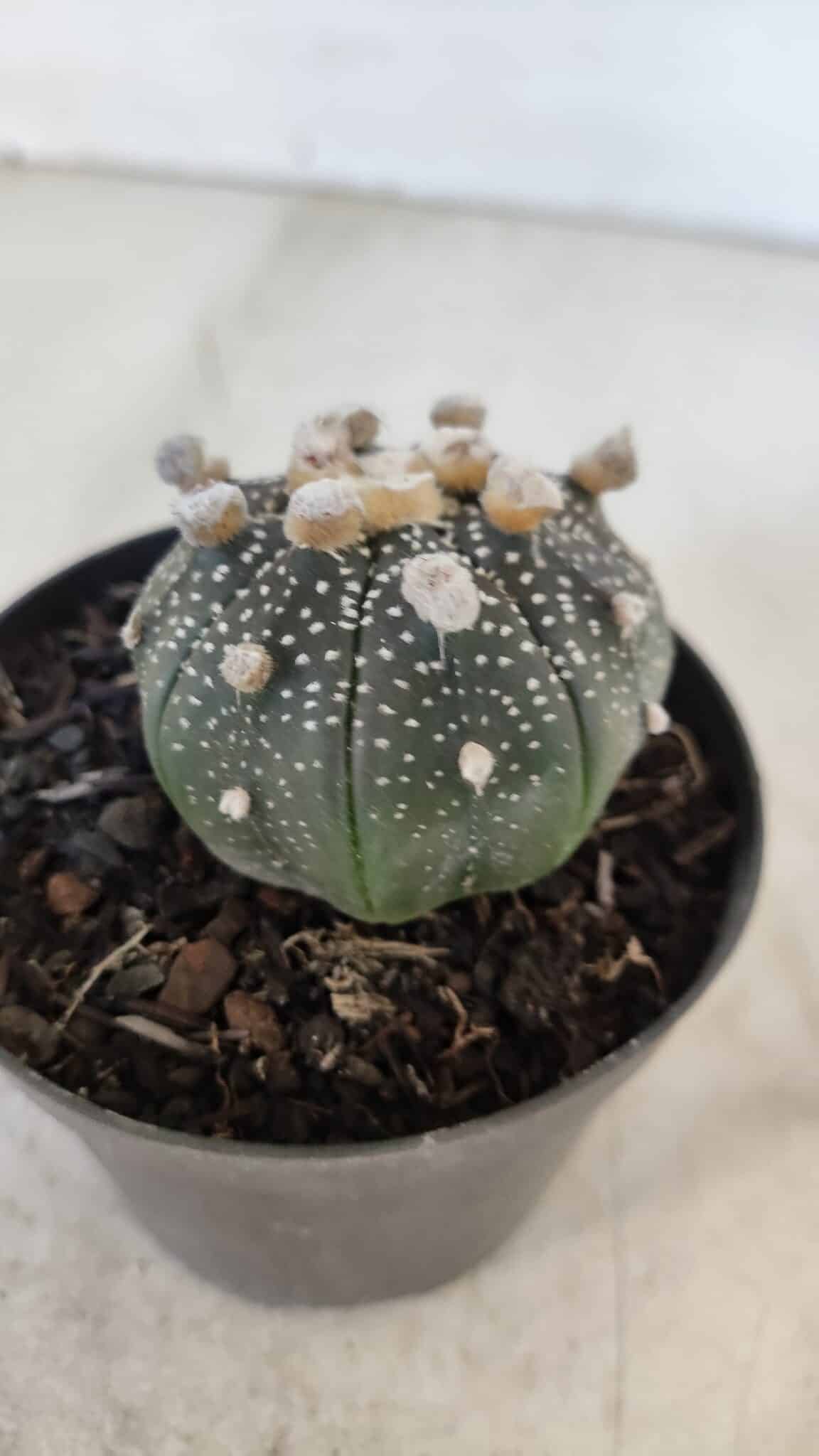 ASTROPHYTUM ASTERIAS “Purple”  Nº 959 – vaso 09