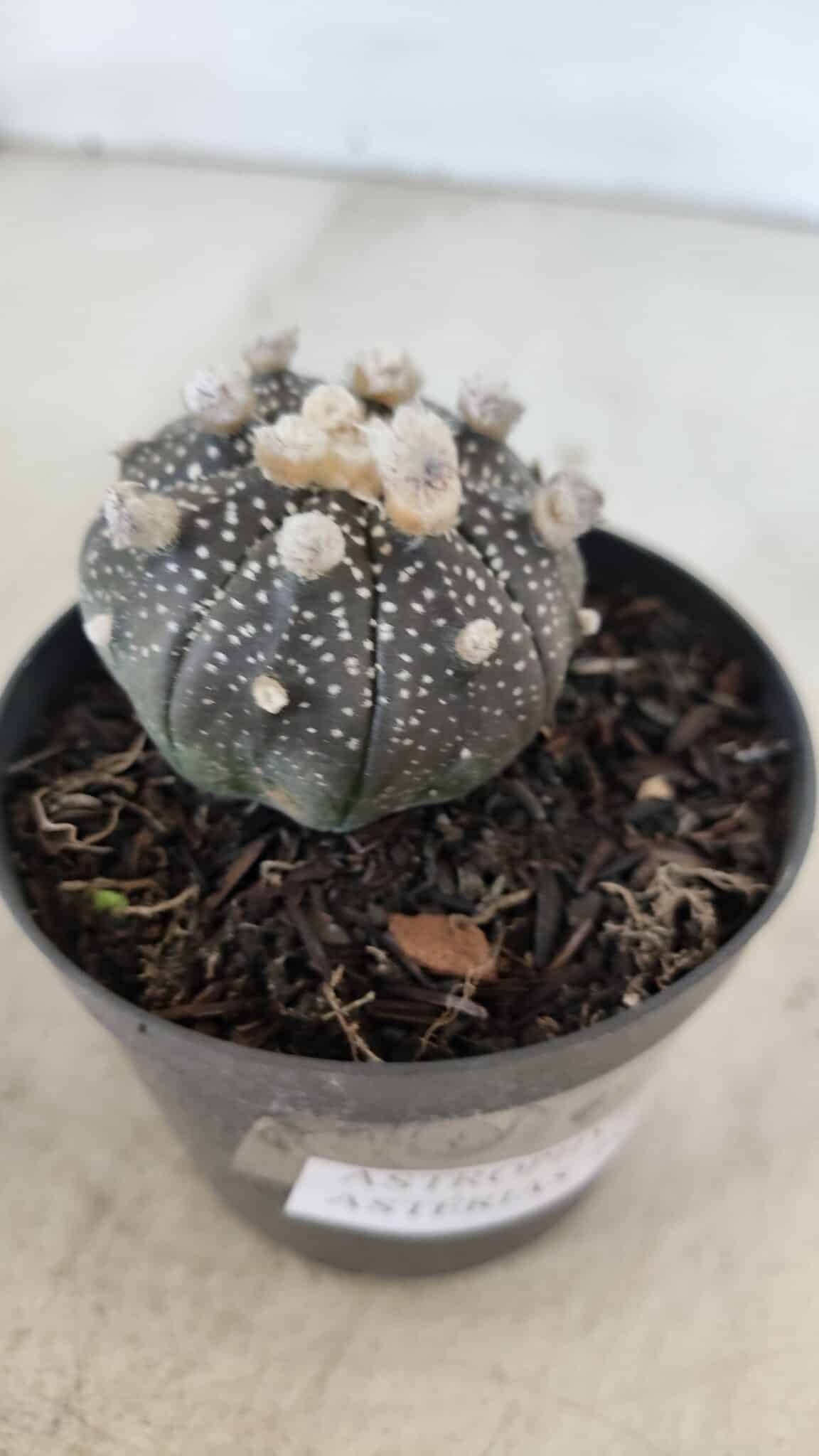 ASTROPHYTUM ASTERIAS “Purple”  Nº 959 – vaso 09