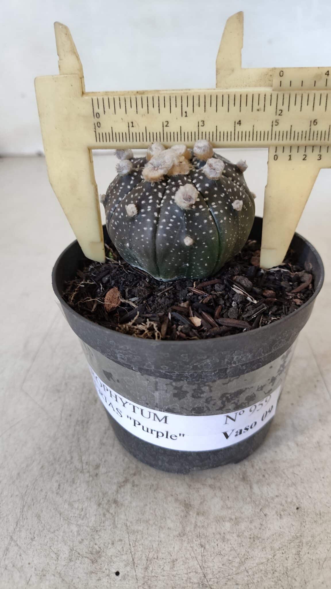 ASTROPHYTUM ASTERIAS “Purple”  Nº 959 – vaso 09
