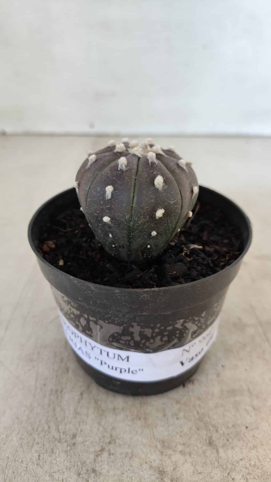 ASTROPHYTUM ASTERIAS “Purple”  Nº 960 – vaso 09