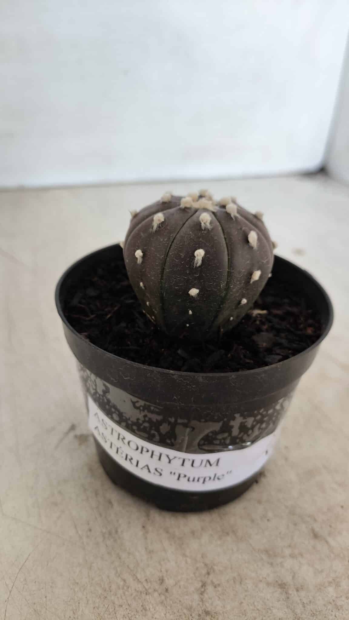 ASTROPHYTUM ASTERIAS “Purple”  Nº 960 – vaso 09