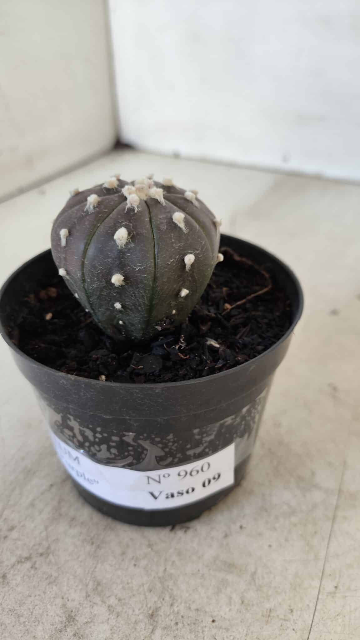 ASTROPHYTUM ASTERIAS “Purple”  Nº 960 – vaso 09