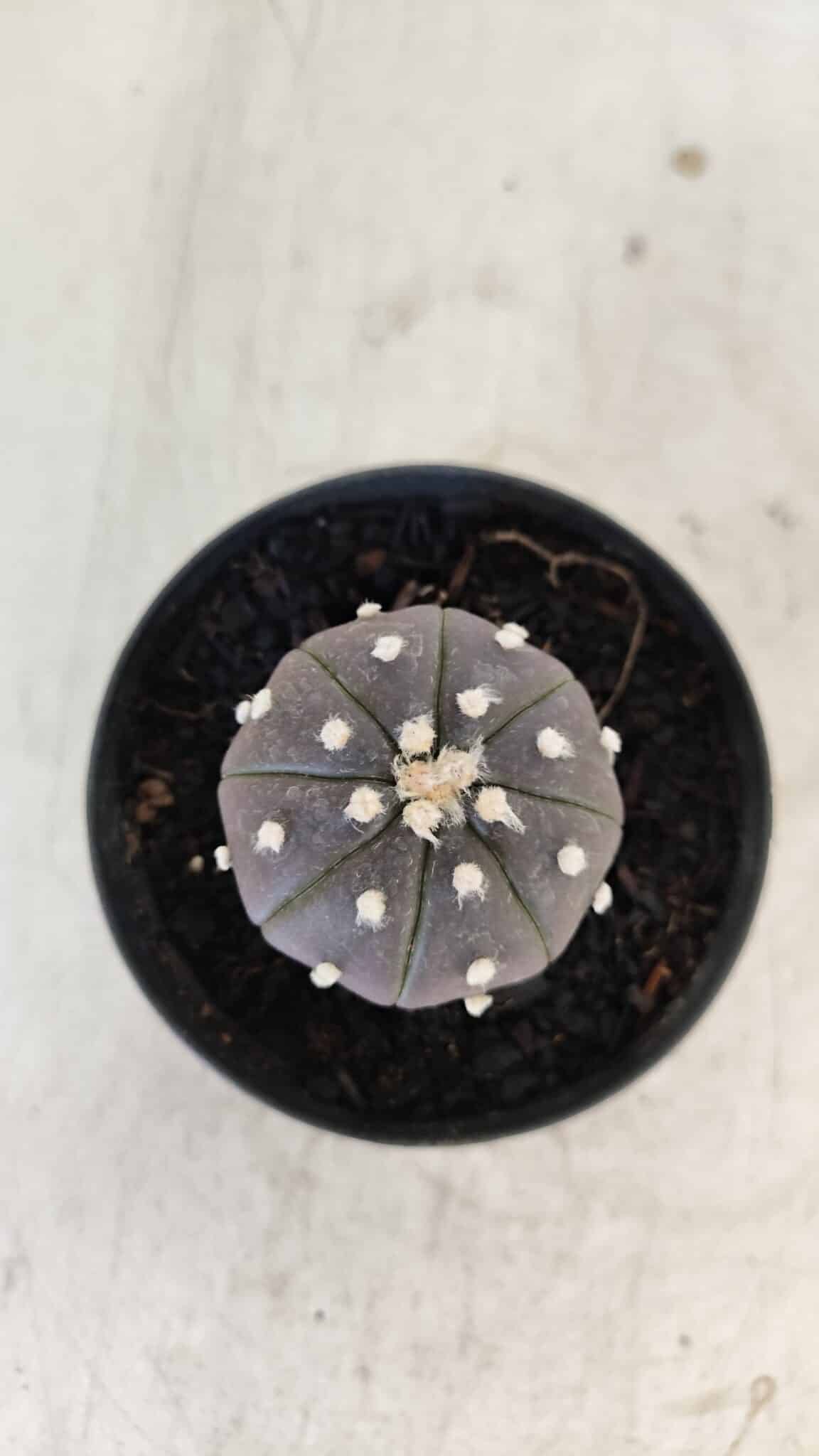 ASTROPHYTUM ASTERIAS “Purple”  Nº 960 – vaso 09