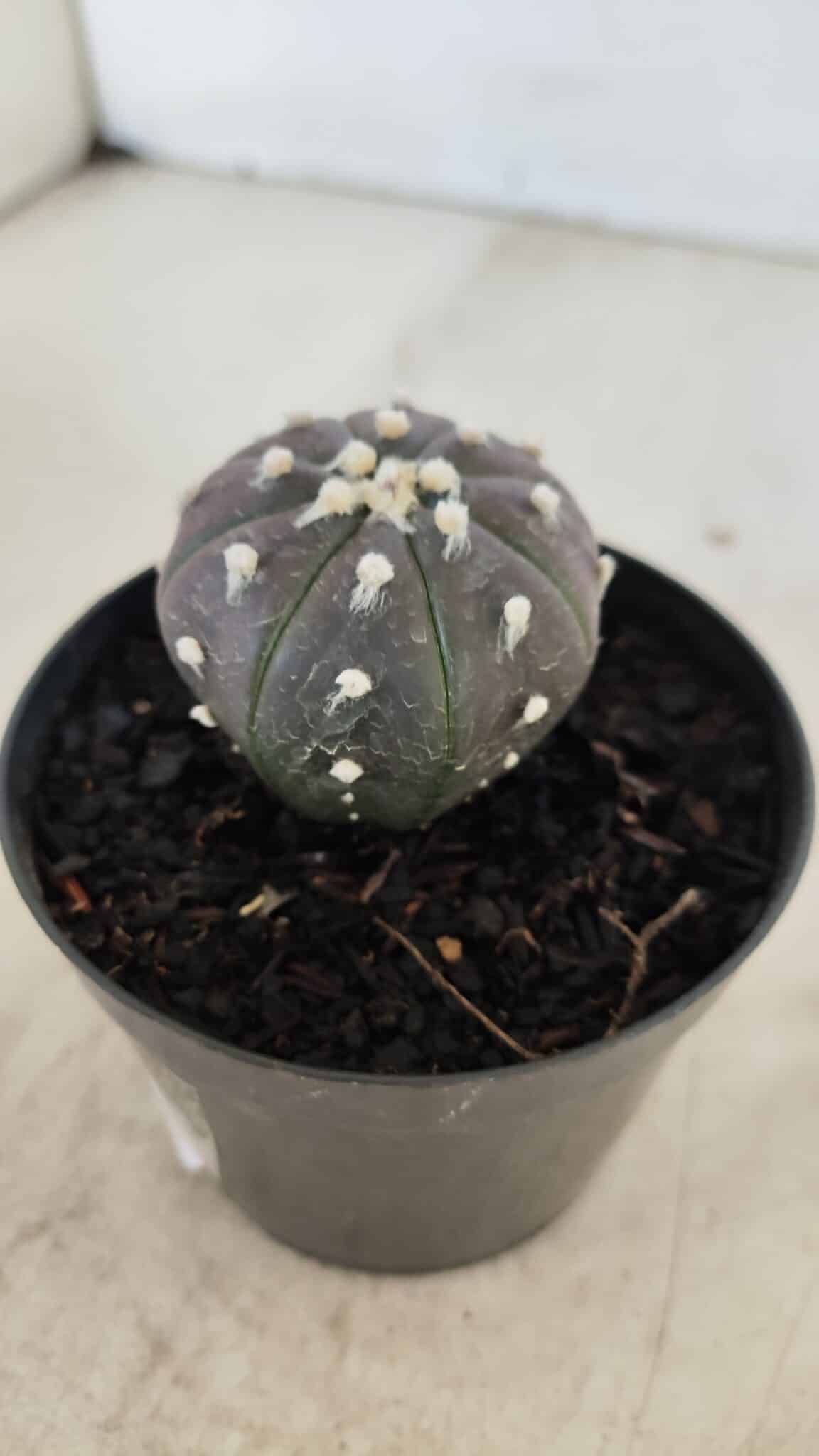 ASTROPHYTUM ASTERIAS “Purple”  Nº 960 – vaso 09