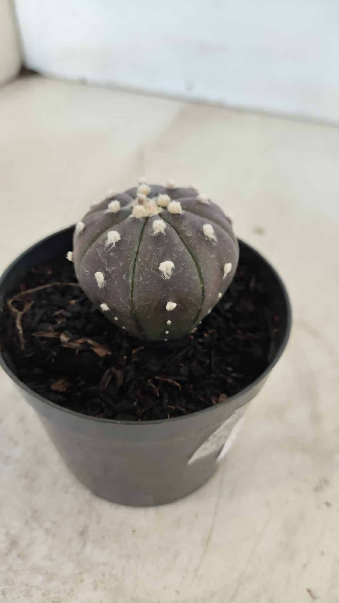 ASTROPHYTUM ASTERIAS “Purple”  Nº 960 – vaso 09