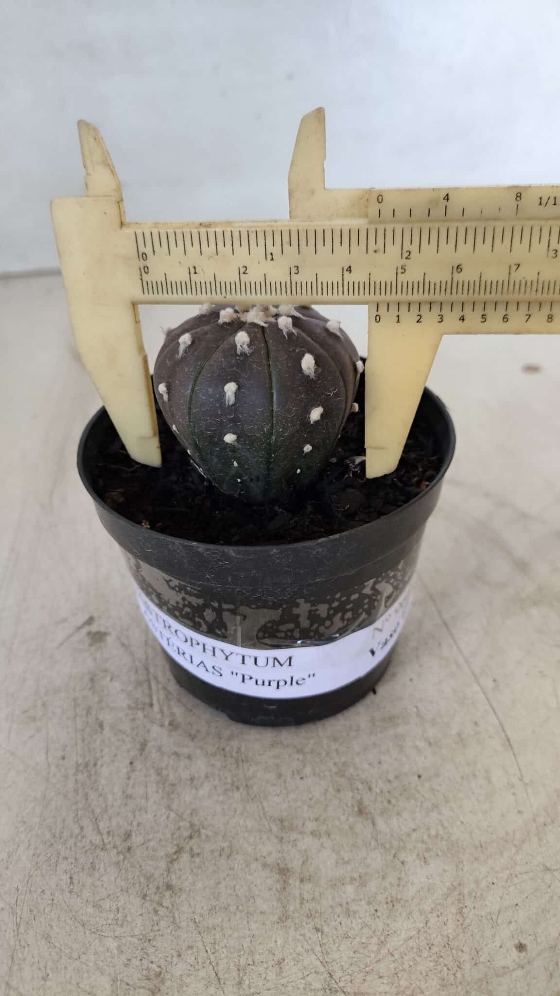 ASTROPHYTUM ASTERIAS “Purple”  Nº 960 – vaso 09