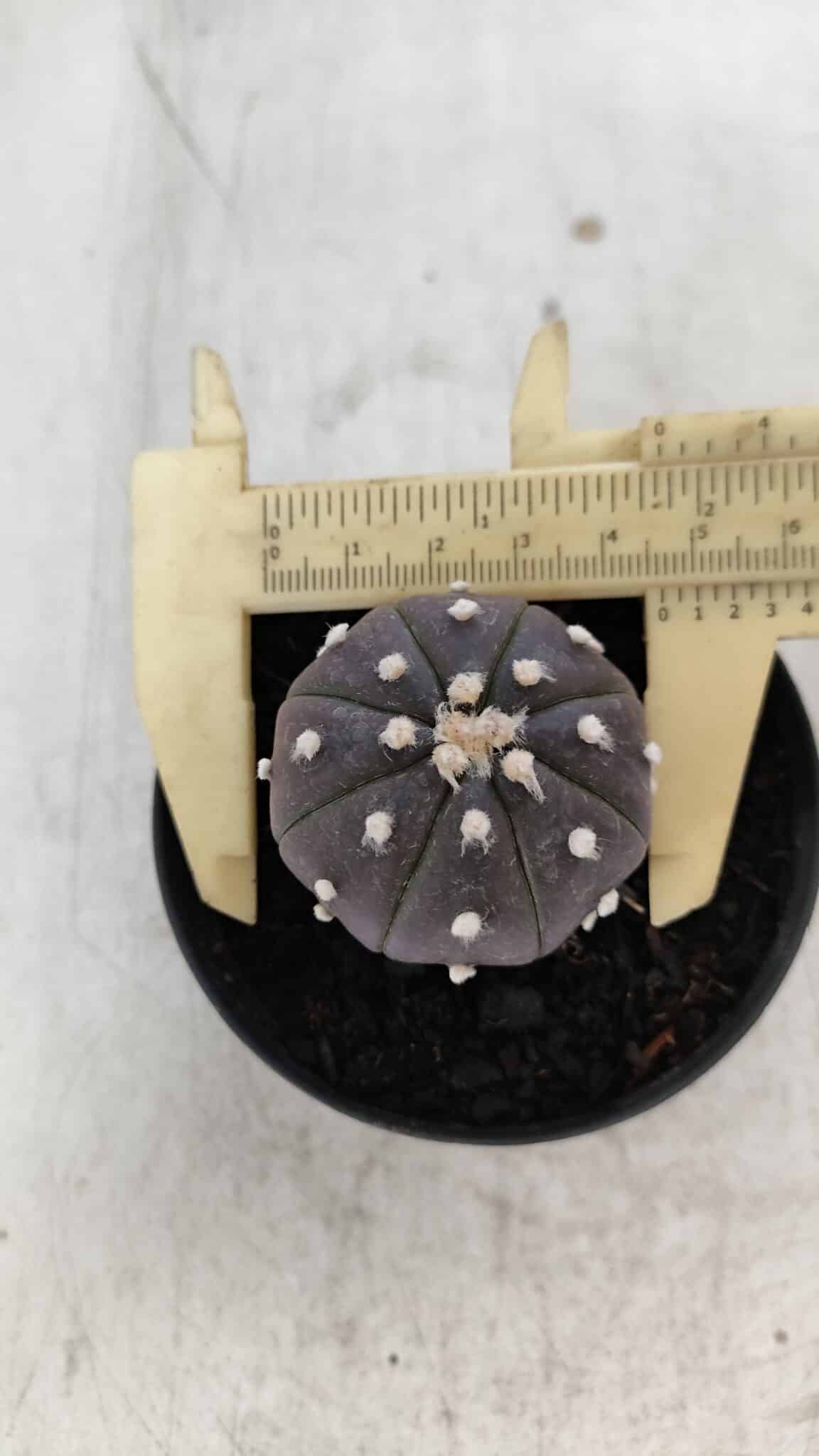 ASTROPHYTUM ASTERIAS “Purple”  Nº 960 – vaso 09