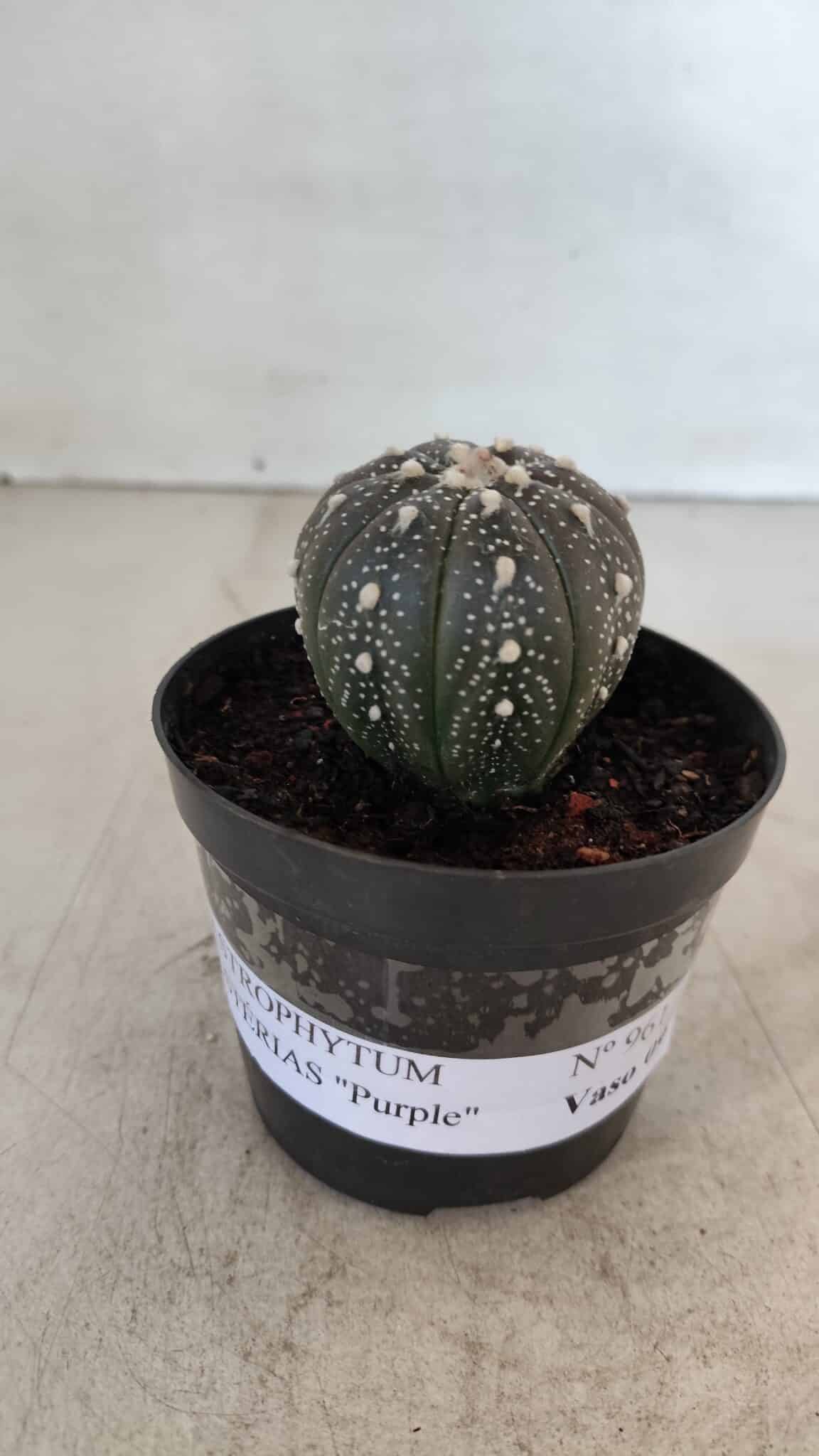 ASTROPHYTUM ASTERIAS “Purple”  Nº 961 – vaso 09
