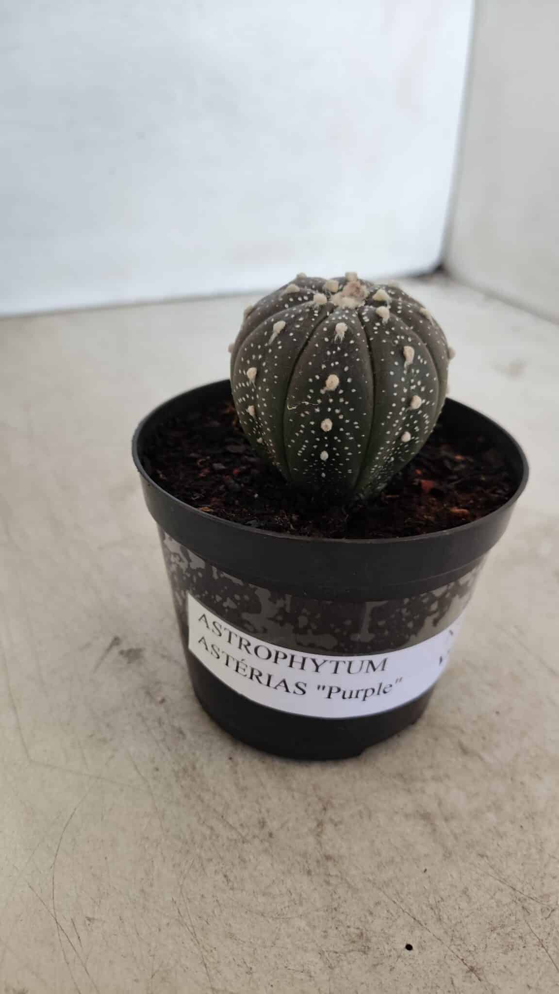 ASTROPHYTUM ASTERIAS “Purple”  Nº 961 – vaso 09