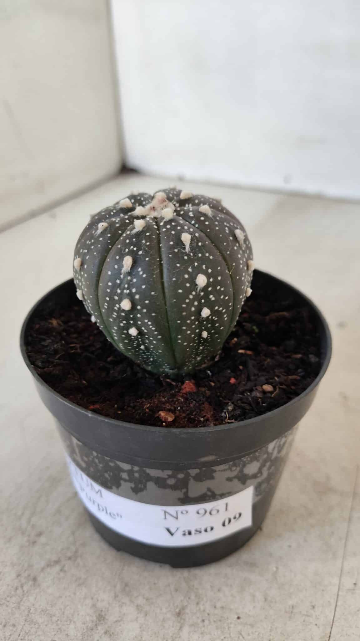 ASTROPHYTUM ASTERIAS “Purple”  Nº 961 – vaso 09