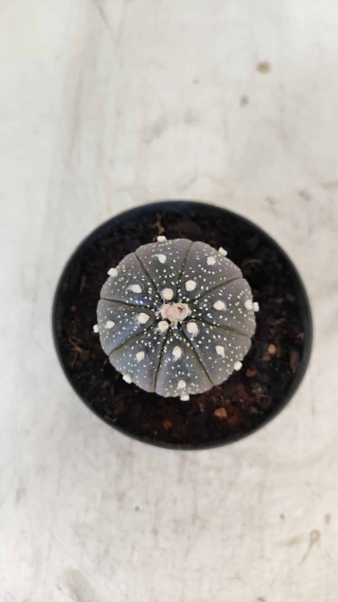 ASTROPHYTUM ASTERIAS “Purple”  Nº 961 – vaso 09