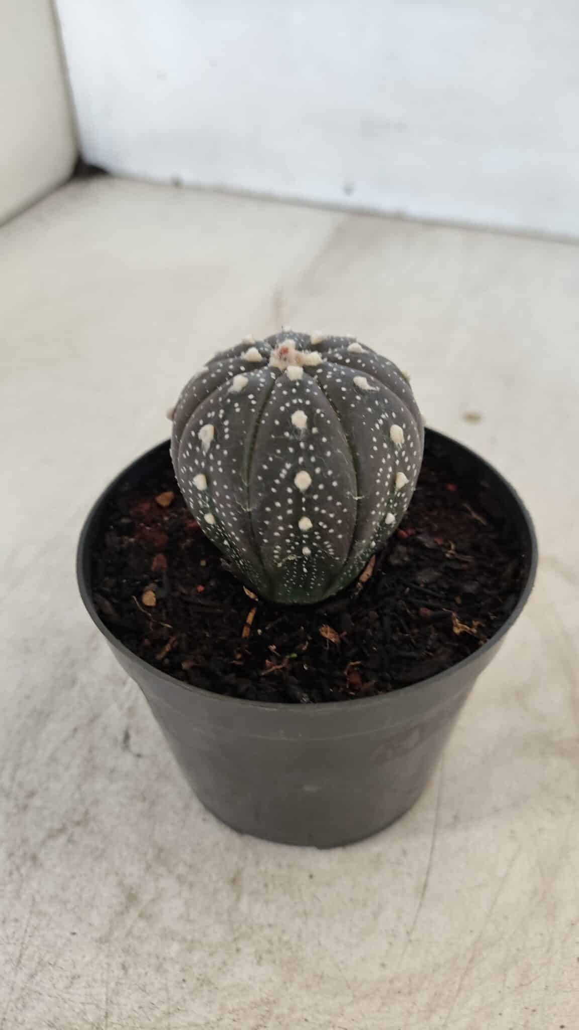 ASTROPHYTUM ASTERIAS “Purple”  Nº 961 – vaso 09