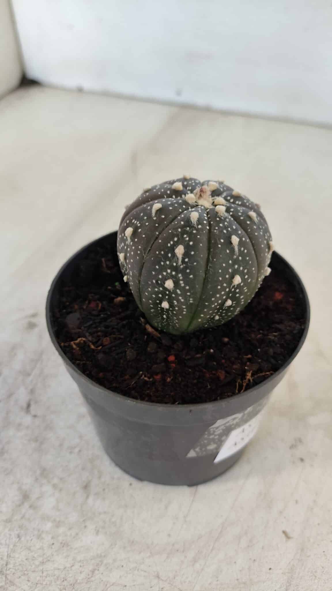 ASTROPHYTUM ASTERIAS “Purple”  Nº 961 – vaso 09