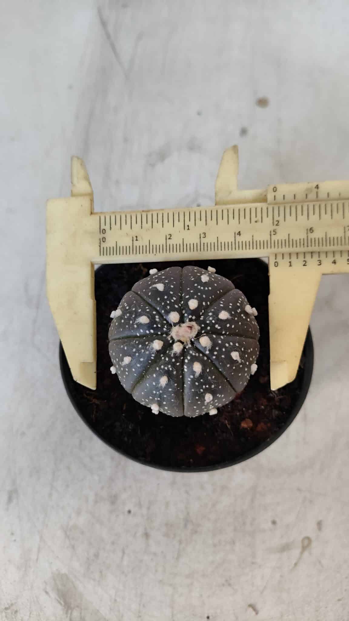ASTROPHYTUM ASTERIAS “Purple”  Nº 961 – vaso 09
