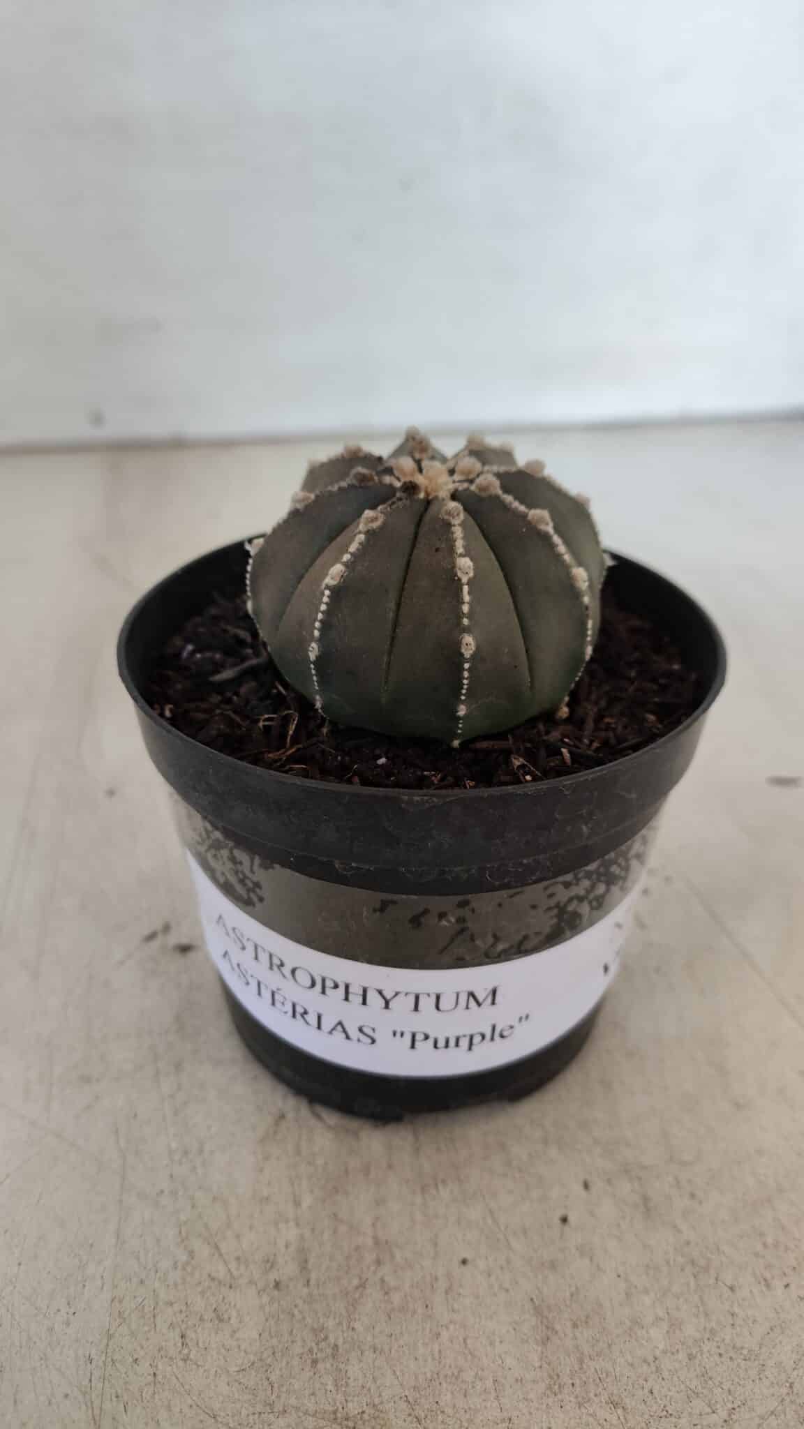 ASTROPHYTUM ASTERIAS “Purple”  Nº 962 – vaso 09