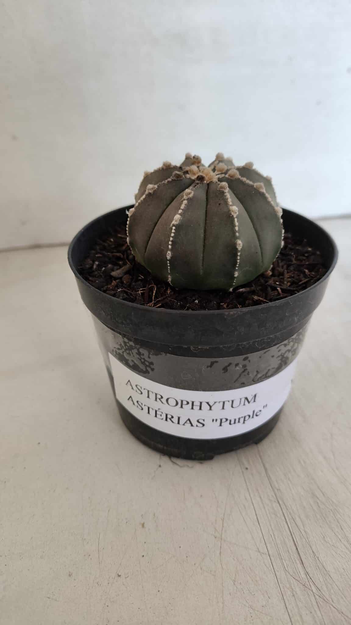 ASTROPHYTUM ASTERIAS “Purple”  Nº 962 – vaso 09