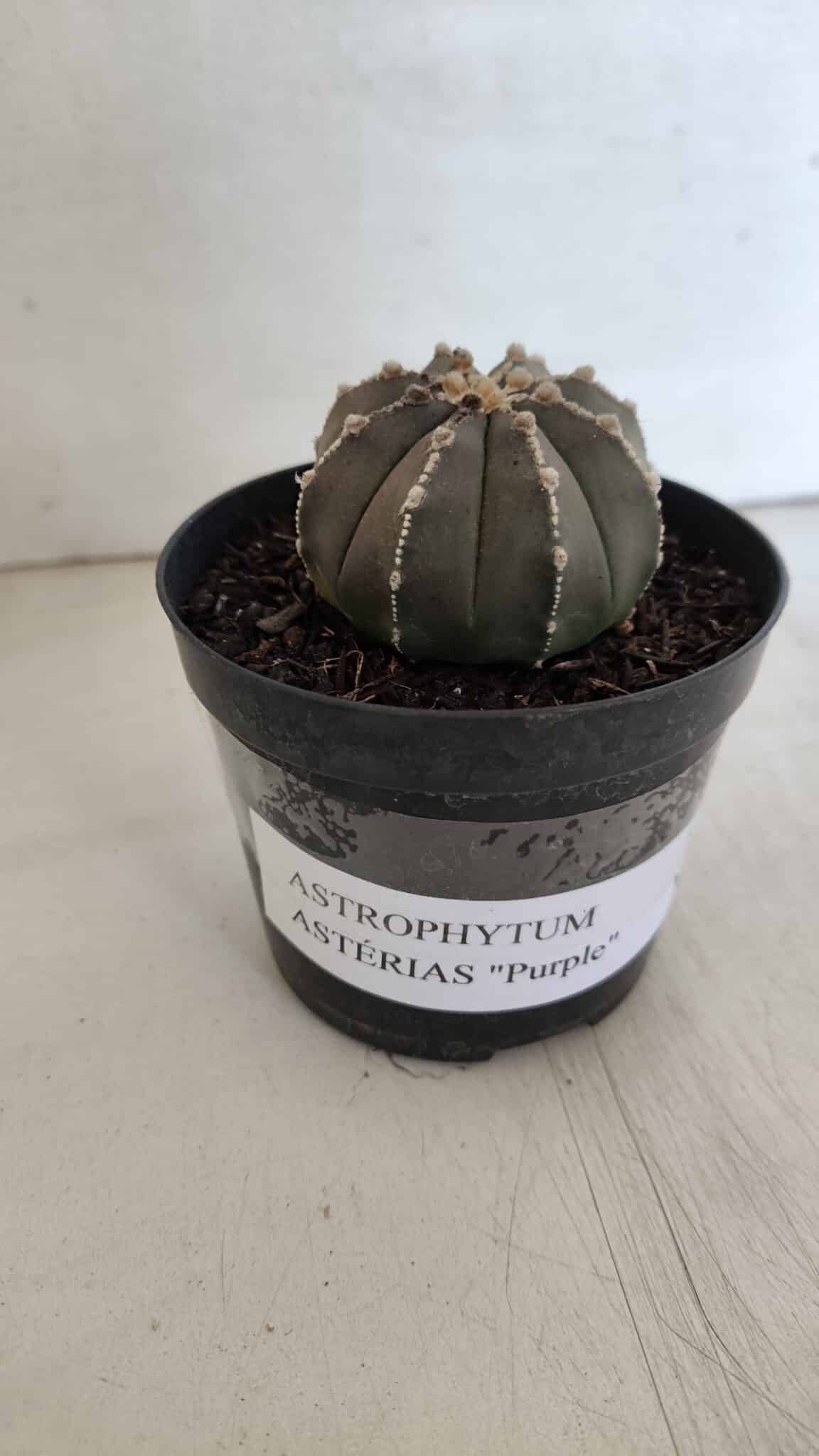 ASTROPHYTUM ASTERIAS “Purple”  Nº 962 – vaso 09