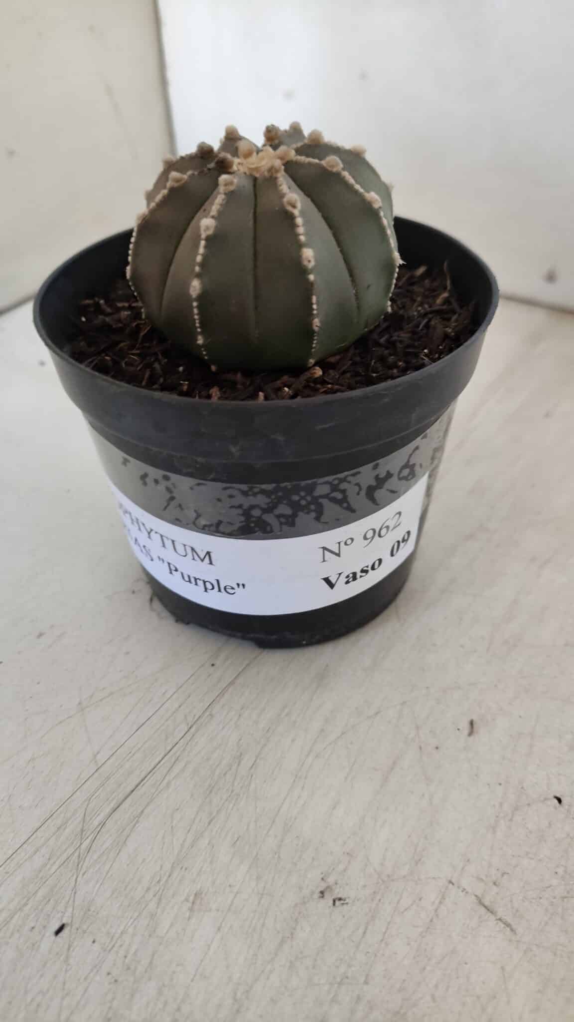 ASTROPHYTUM ASTERIAS “Purple”  Nº 962 – vaso 09