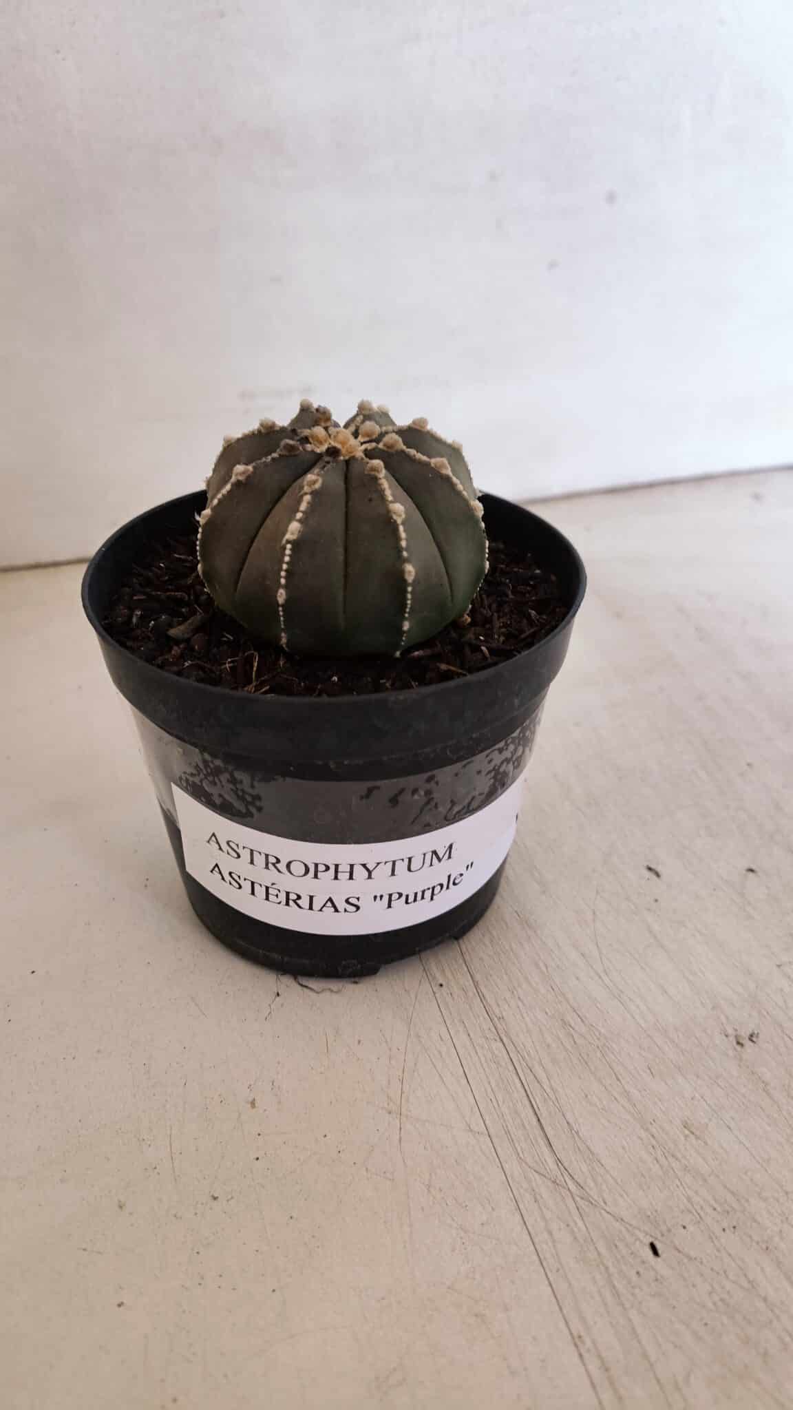 ASTROPHYTUM ASTERIAS “Purple”  Nº 962 – vaso 09