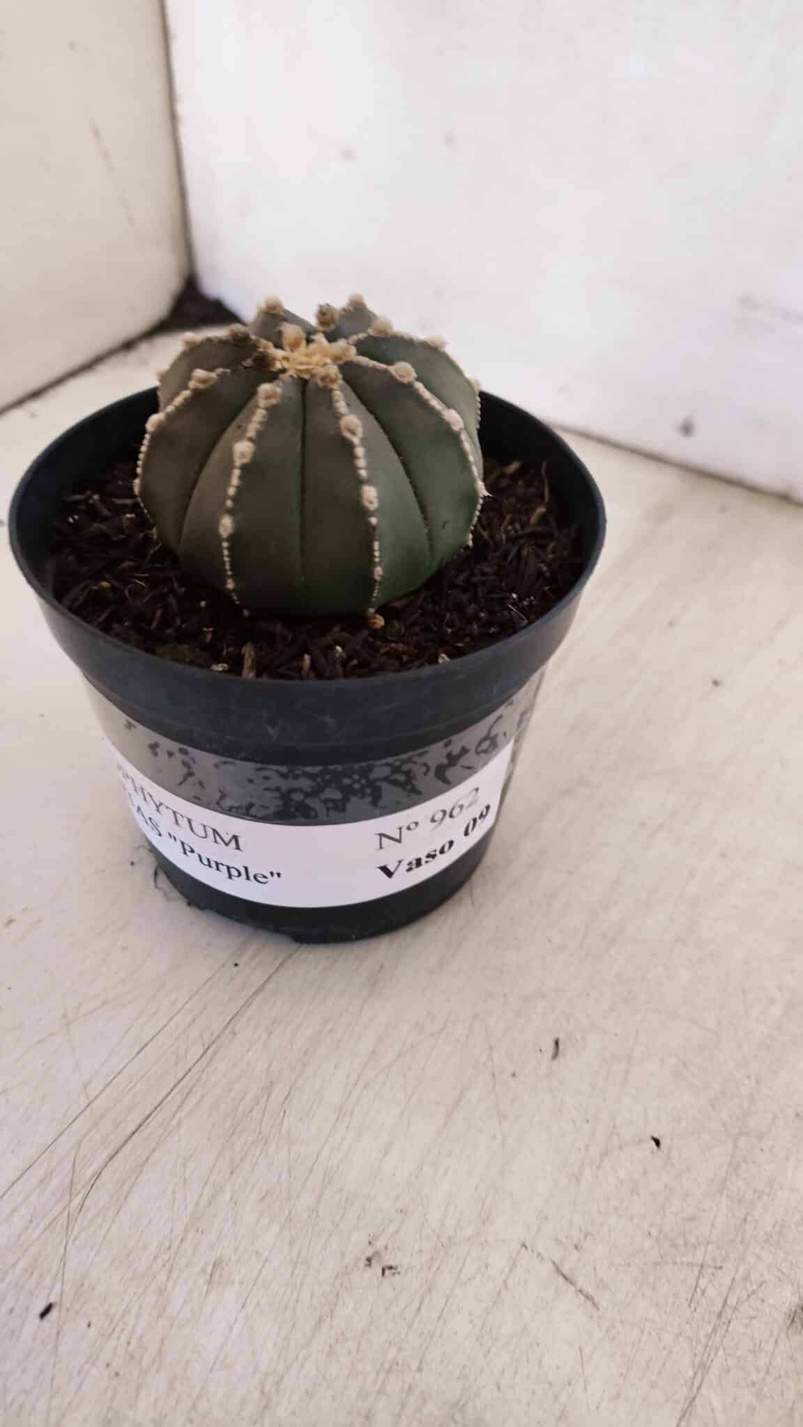 ASTROPHYTUM ASTERIAS “Purple”  Nº 962 – vaso 09