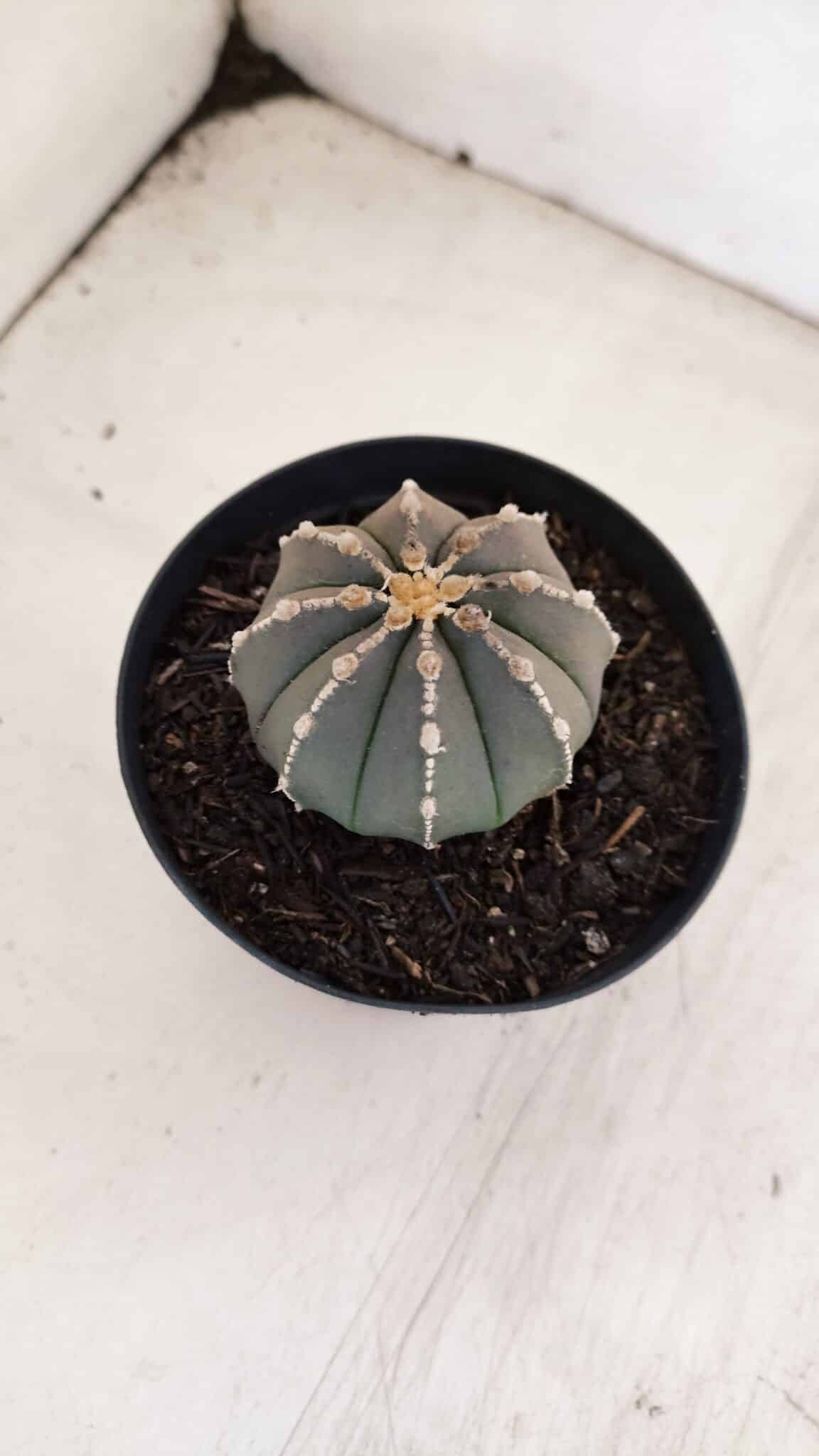 ASTROPHYTUM ASTERIAS “Purple”  Nº 962 – vaso 09