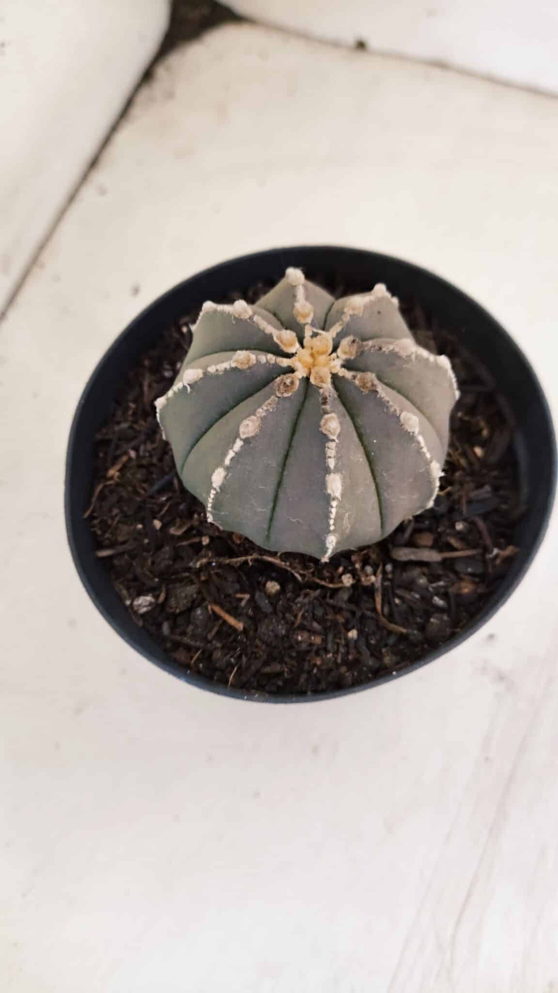 ASTROPHYTUM ASTERIAS “Purple”  Nº 962 – vaso 09