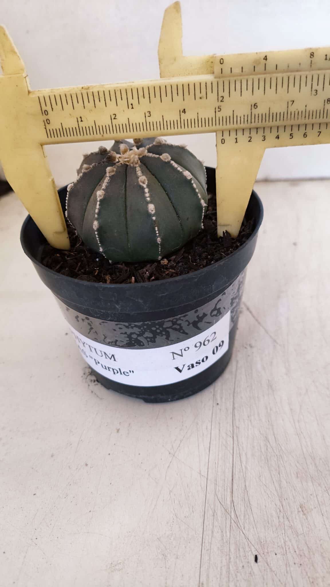 ASTROPHYTUM ASTERIAS “Purple”  Nº 962 – vaso 09