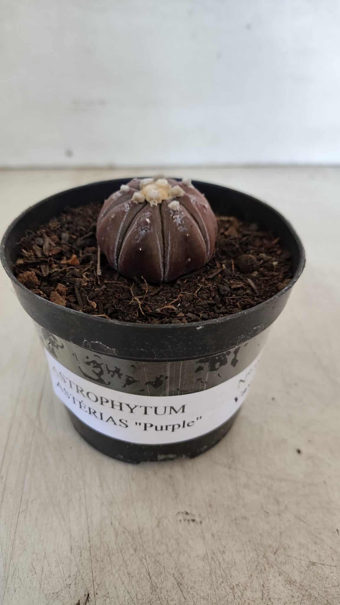 ASTROPHYTUM ASTERIAS “Purple”  Nº 963 – vaso 09