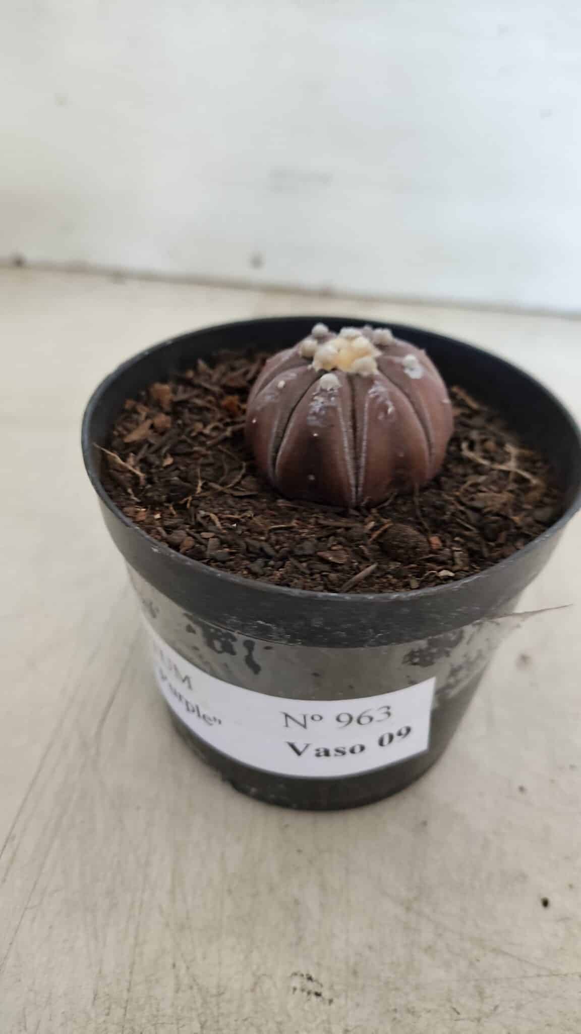 ASTROPHYTUM ASTERIAS “Purple”  Nº 963 – vaso 09
