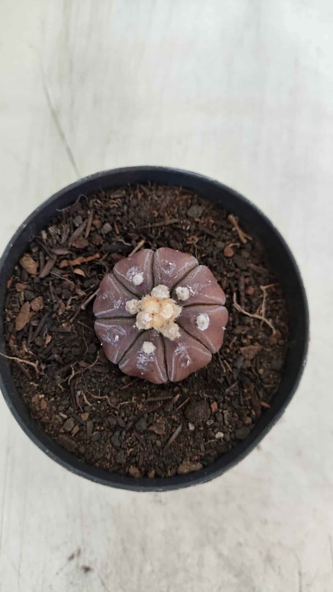 ASTROPHYTUM ASTERIAS “Purple”  Nº 963 – vaso 09