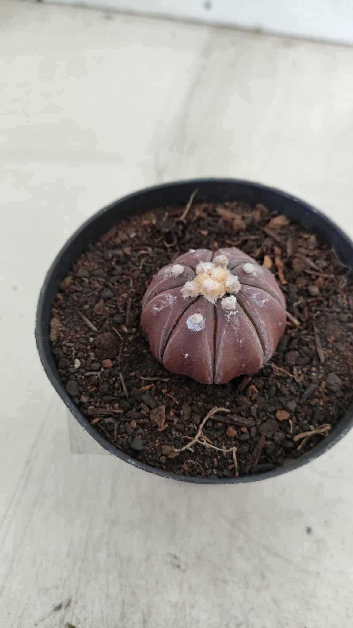 ASTROPHYTUM ASTERIAS “Purple”  Nº 963 – vaso 09