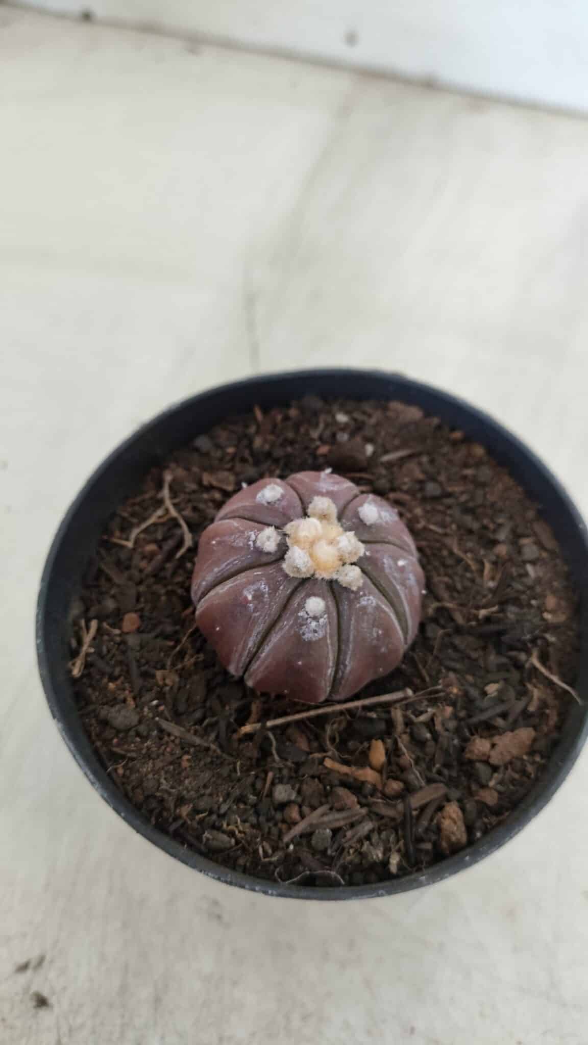 ASTROPHYTUM ASTERIAS “Purple”  Nº 963 – vaso 09