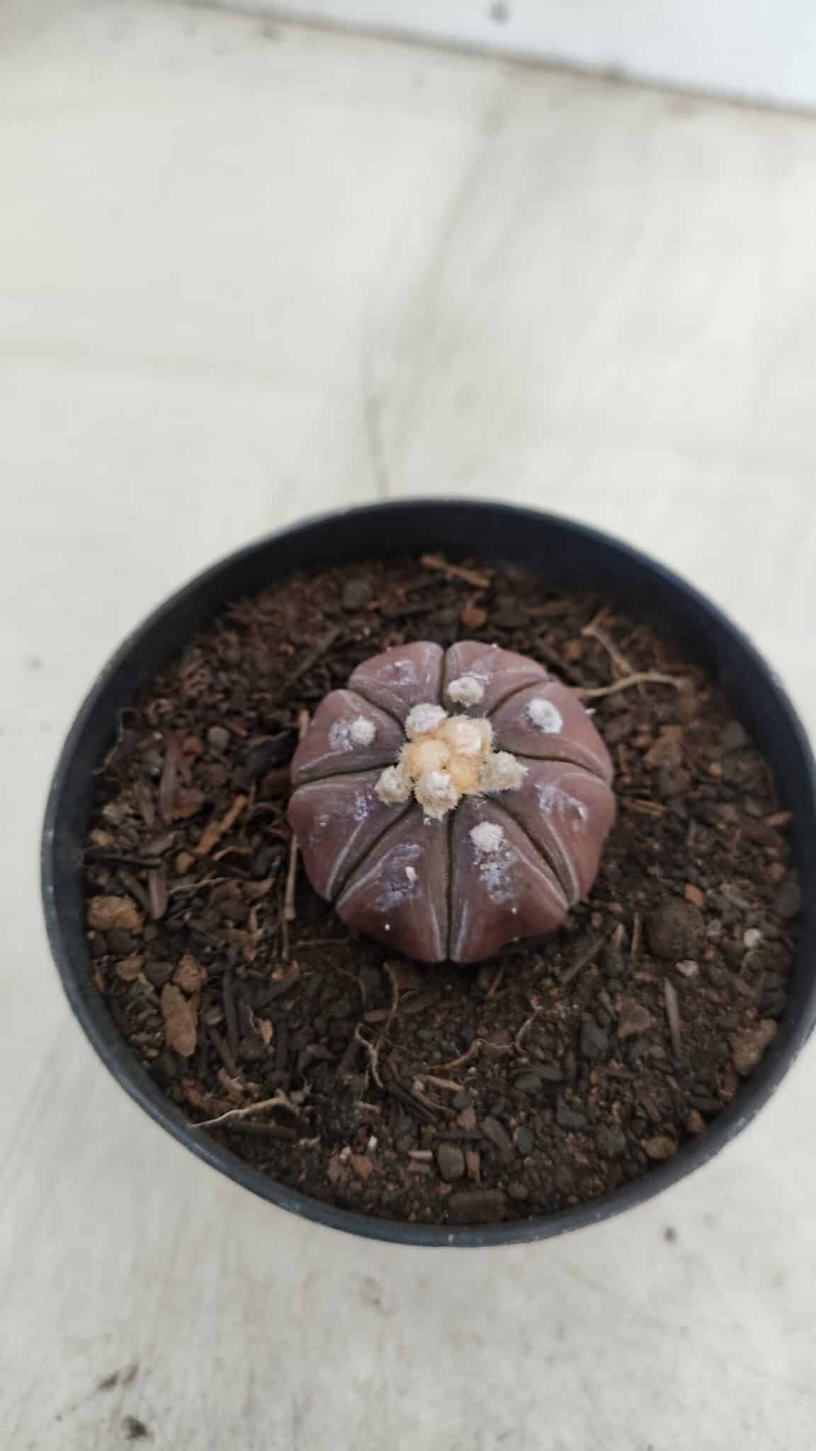 ASTROPHYTUM ASTERIAS “Purple”  Nº 963 – vaso 09