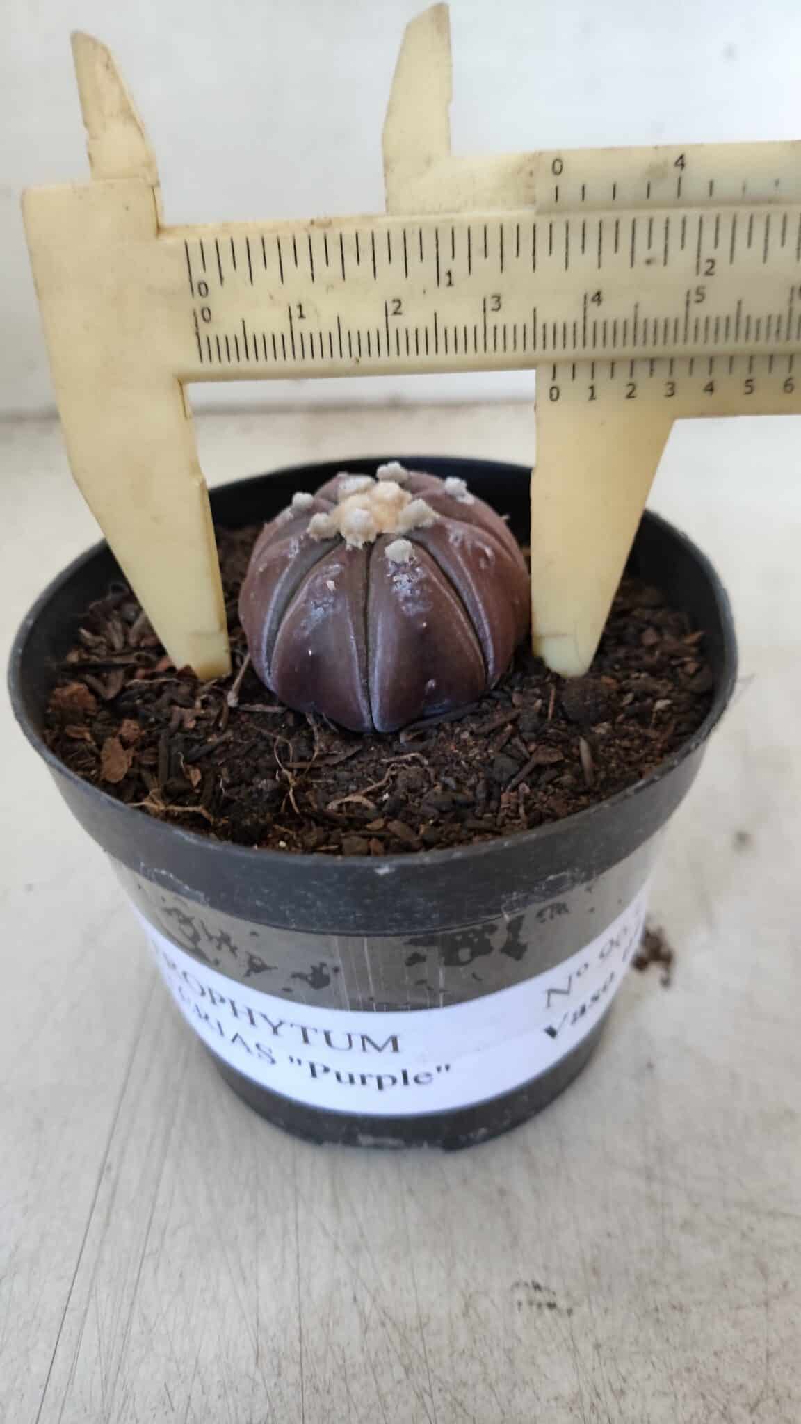 ASTROPHYTUM ASTERIAS “Purple”  Nº 963 – vaso 09