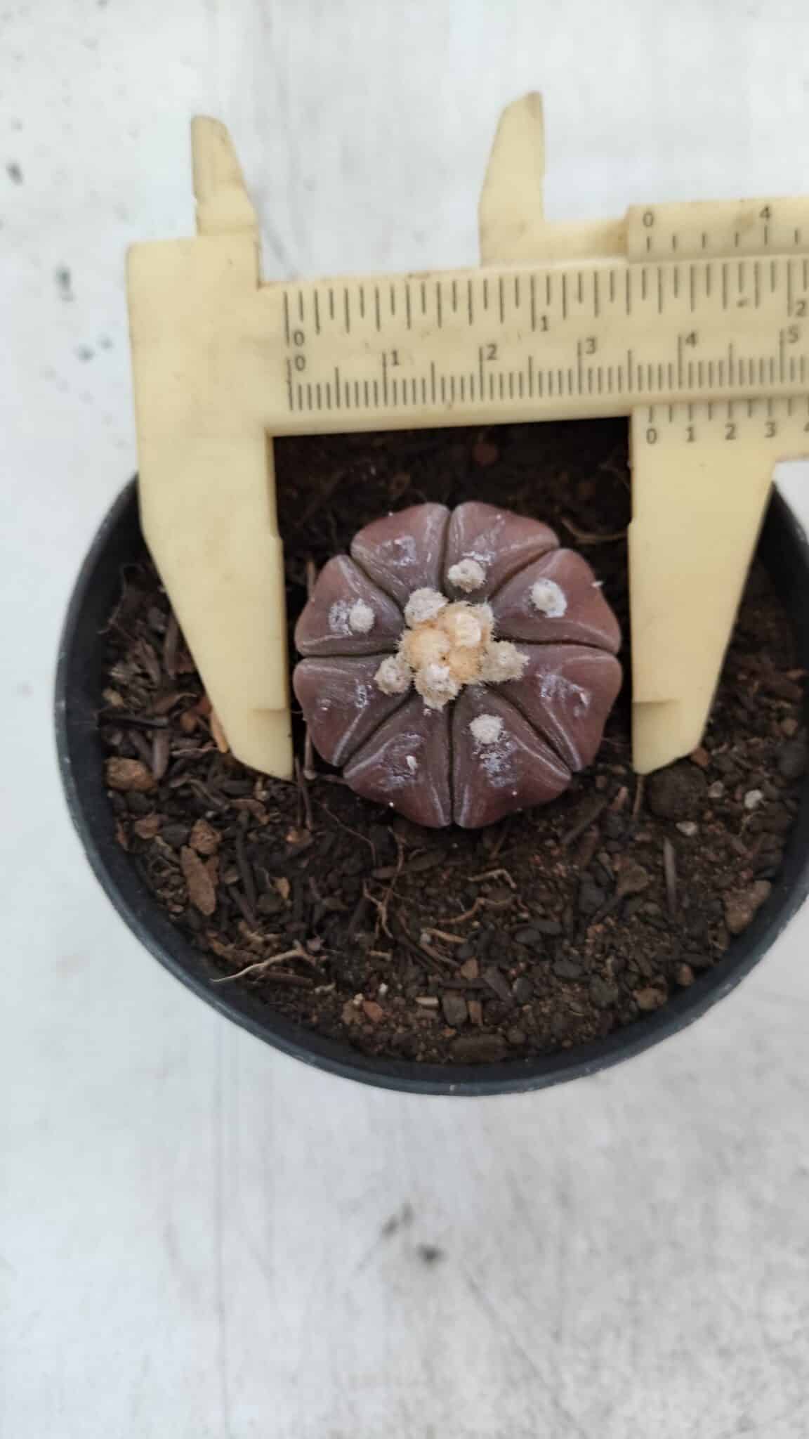 ASTROPHYTUM ASTERIAS “Purple”  Nº 963 – vaso 09