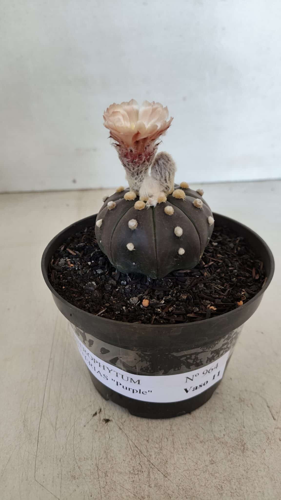 ASTROPHYTUM ASTERIAS “Purple”  Nº 964 – vaso 11 - foto 2