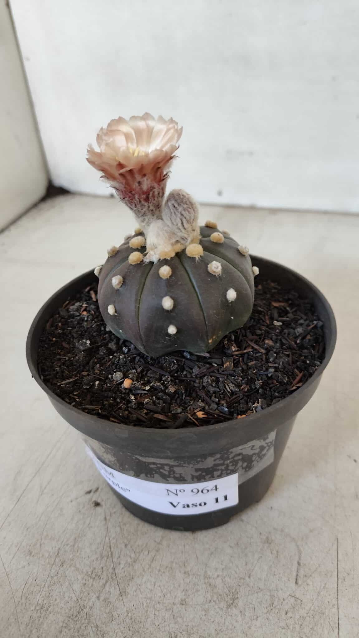 ASTROPHYTUM ASTERIAS “Purple”  Nº 964 – vaso 11 - foto 8