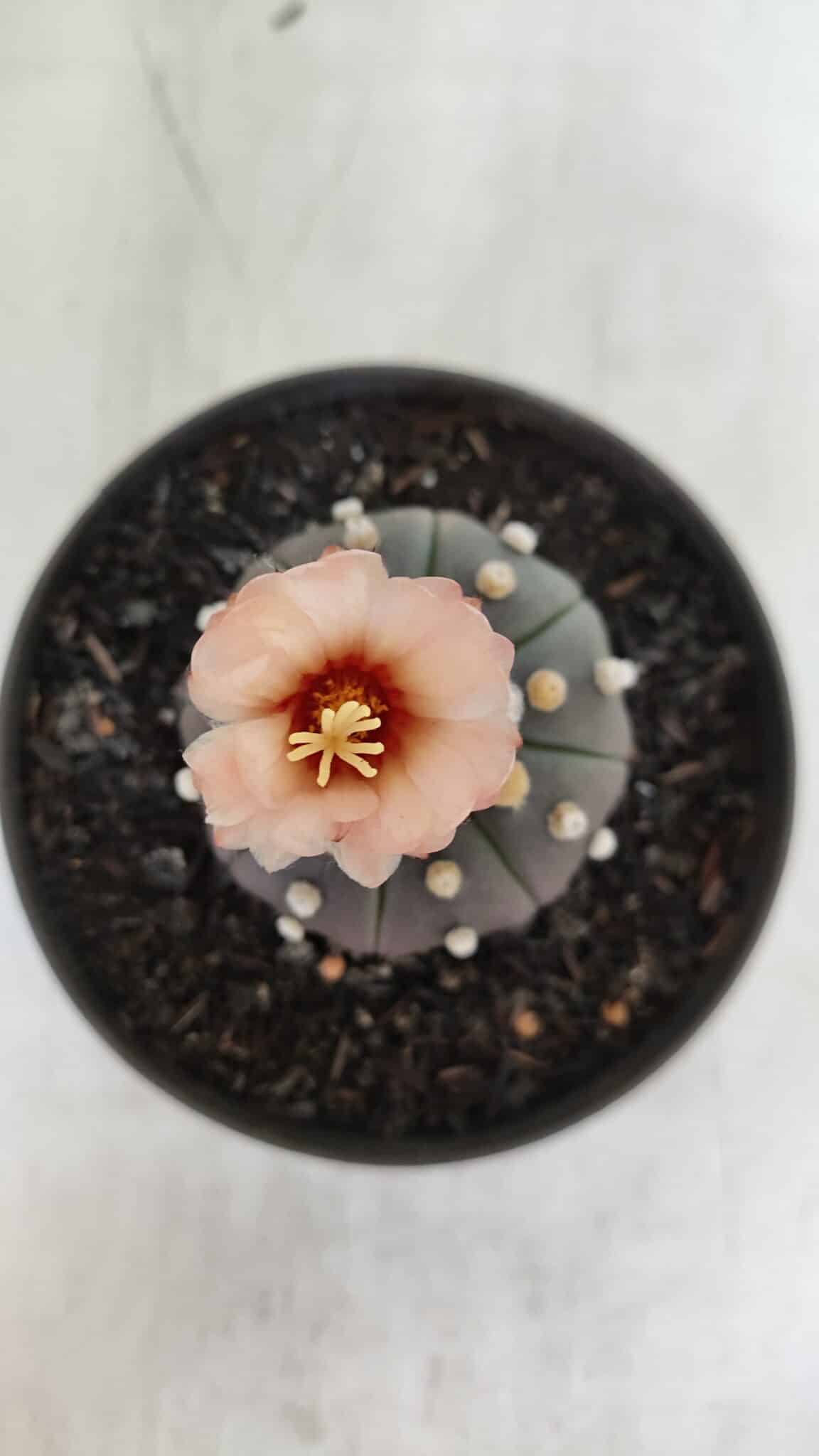ASTROPHYTUM ASTERIAS “Purple”  Nº 964 – vaso 11 - foto 3
