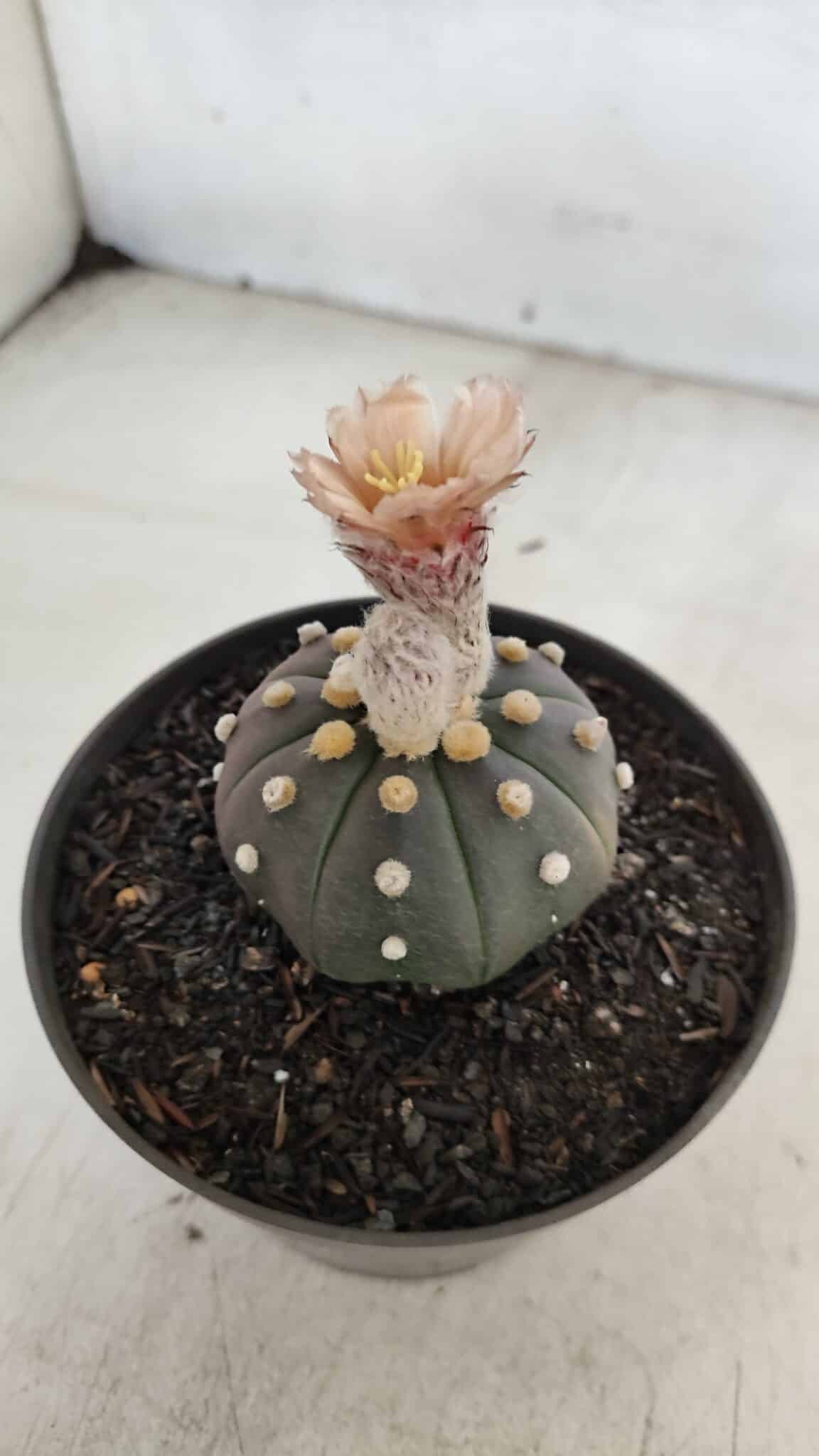 ASTROPHYTUM ASTERIAS “Purple”  Nº 964 – vaso 11 - foto 7