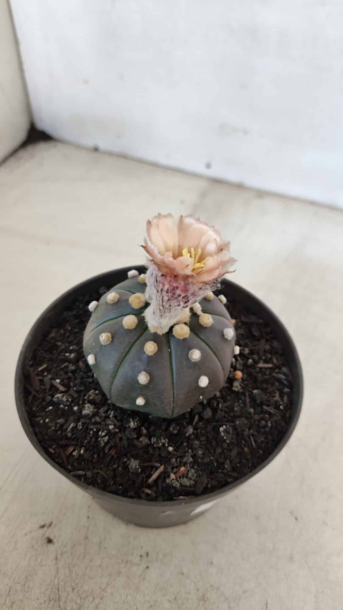 ASTROPHYTUM ASTERIAS “Purple”  Nº 964 – vaso 11 - foto 6