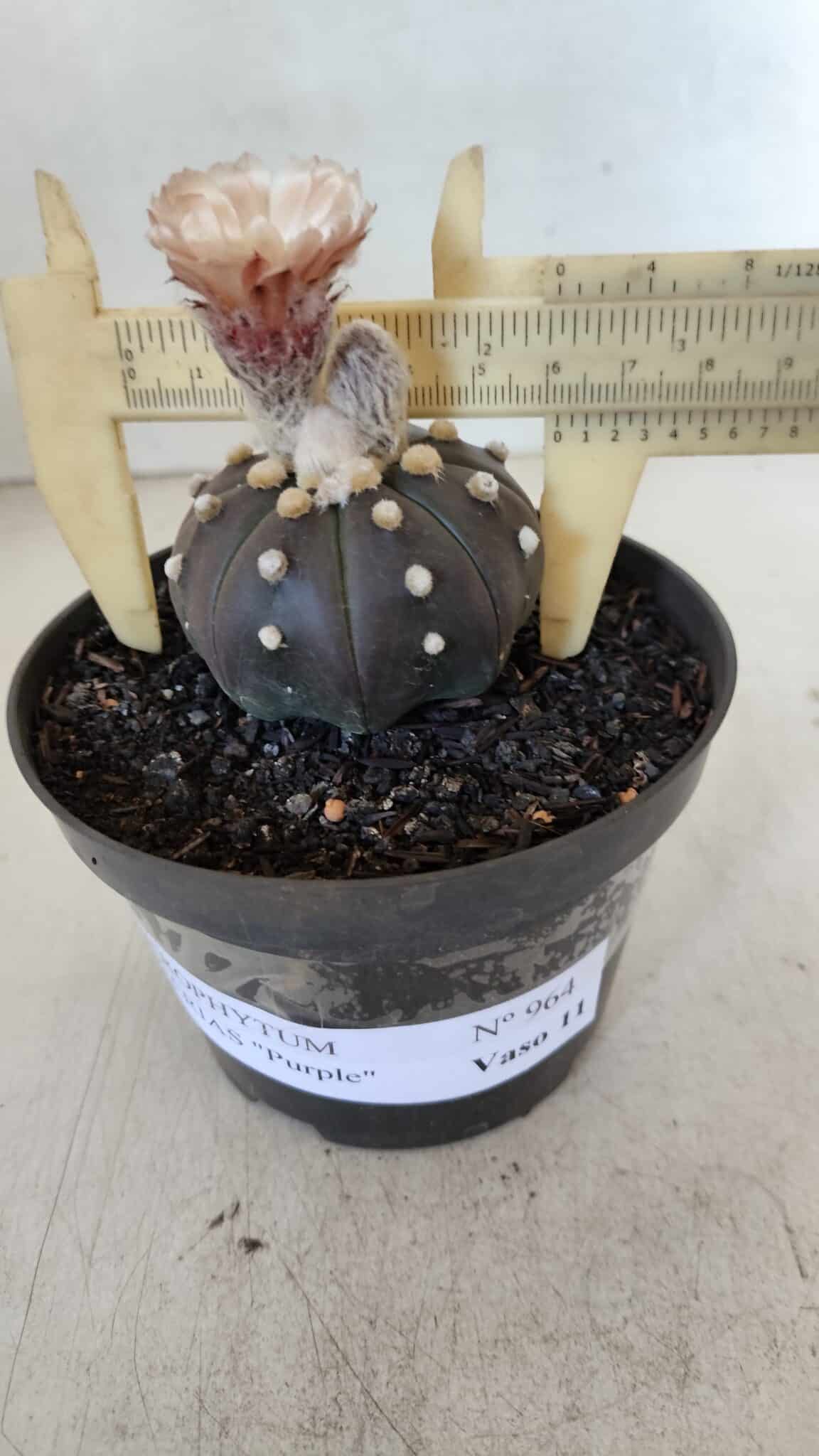 ASTROPHYTUM ASTERIAS “Purple”  Nº 964 – vaso 11 - foto 4